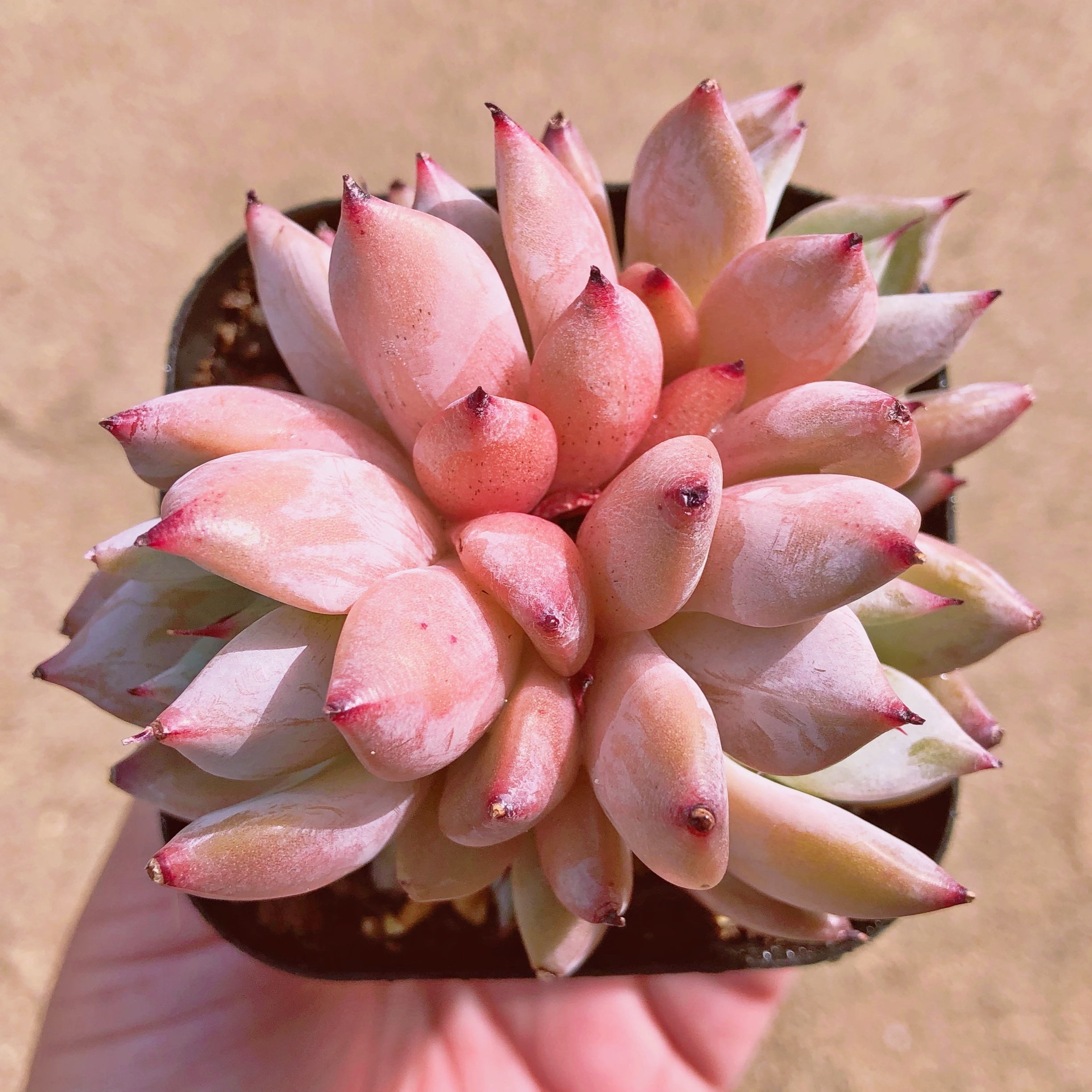 多肉植物 メキシコジャイアント 群生 るる農園 多肉植物専門