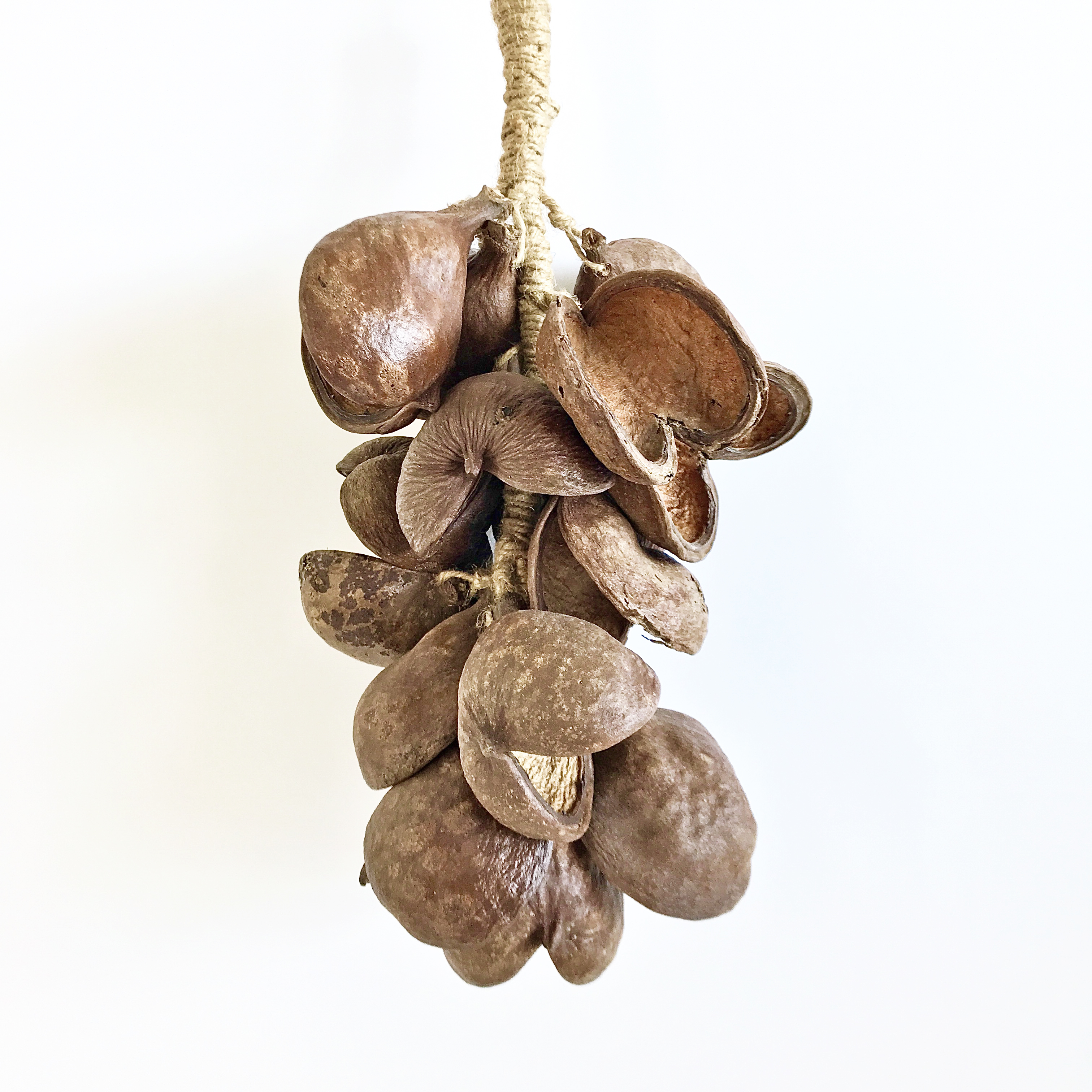 珍しい植物や木の実のオーナメント ブッダナッツ Paddle パドル