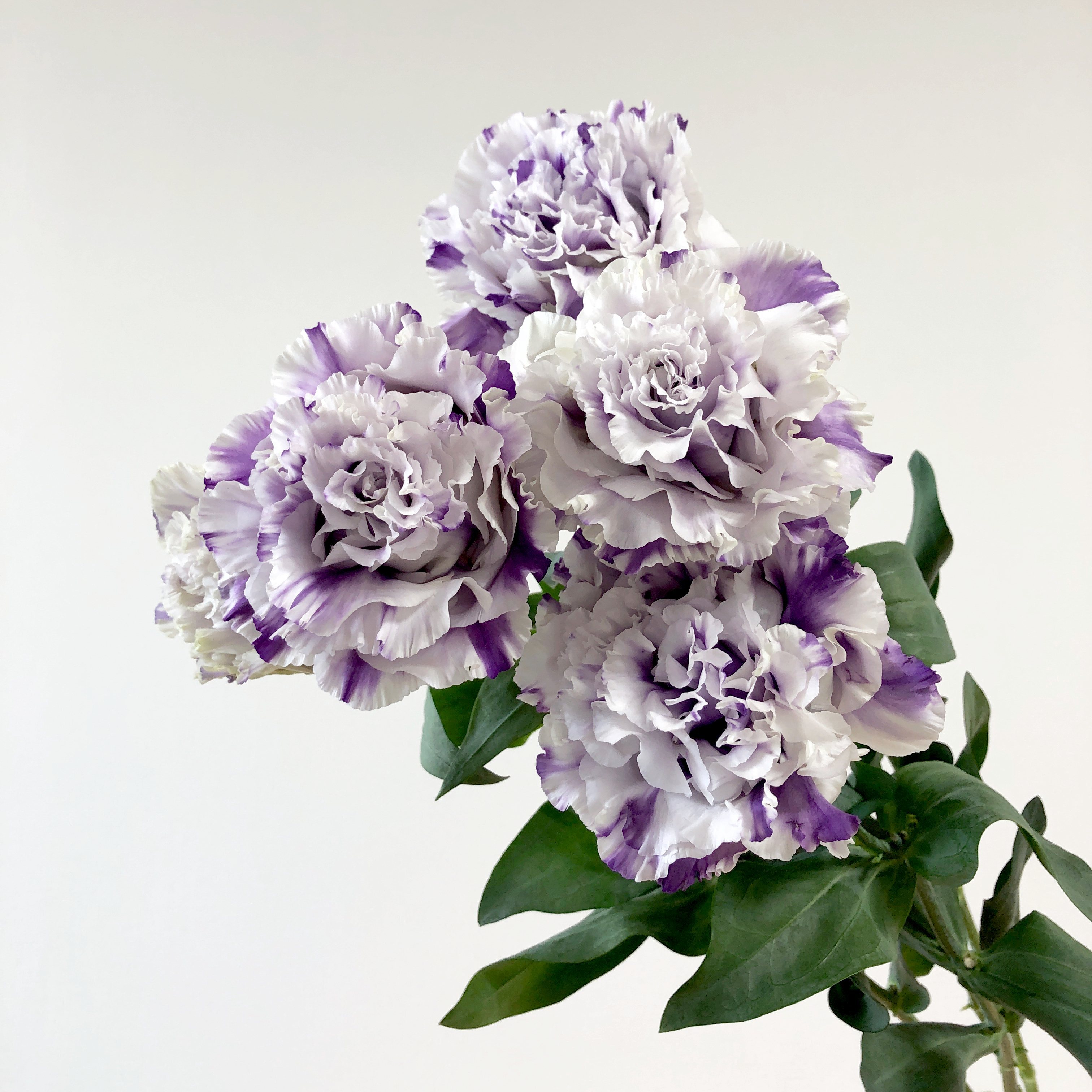 コサージュ仕立ての生みの親 フラワースピリット トルコキキョウ Nf マーブルブルー コサージュ仕立て のご紹介 Jp Farmers Com