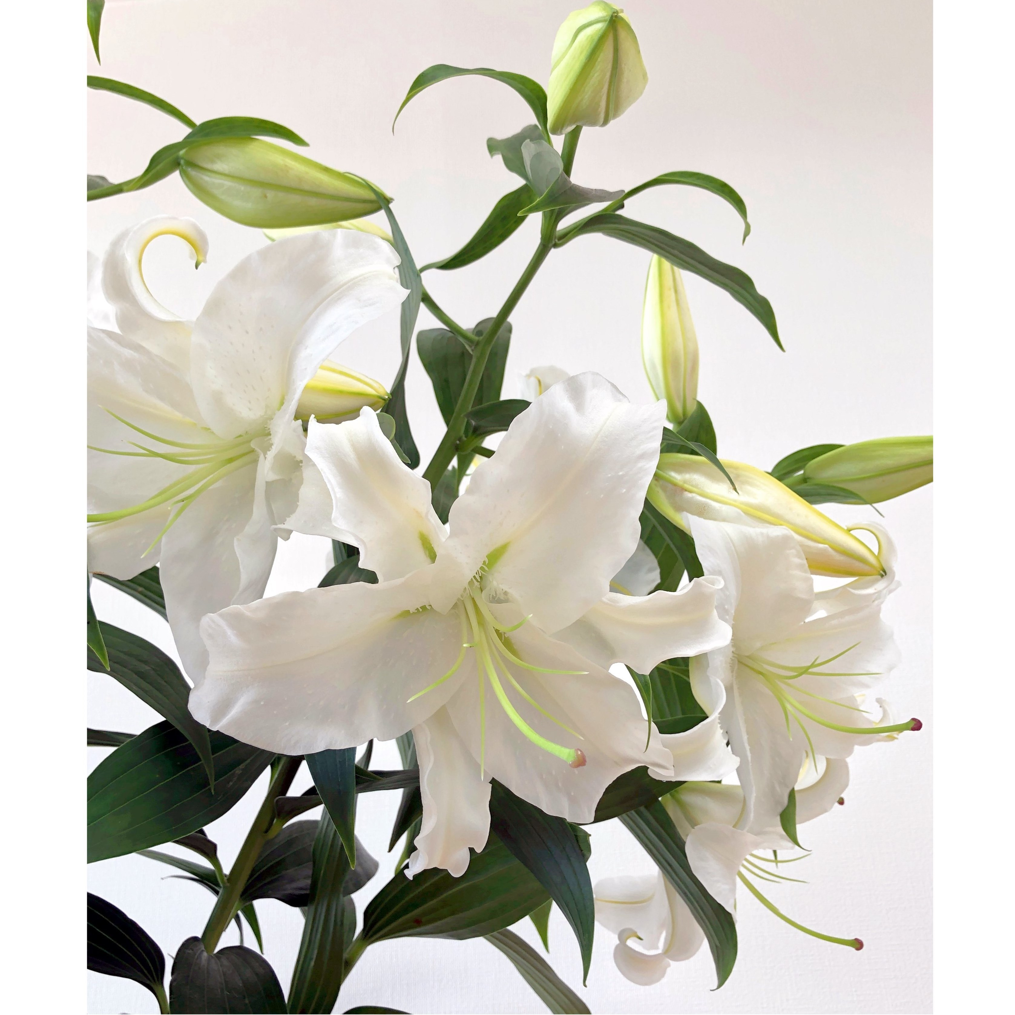 Ja十日町の雪華美 ユリの女王 カサブランカ 5本 Jp Farmers Com