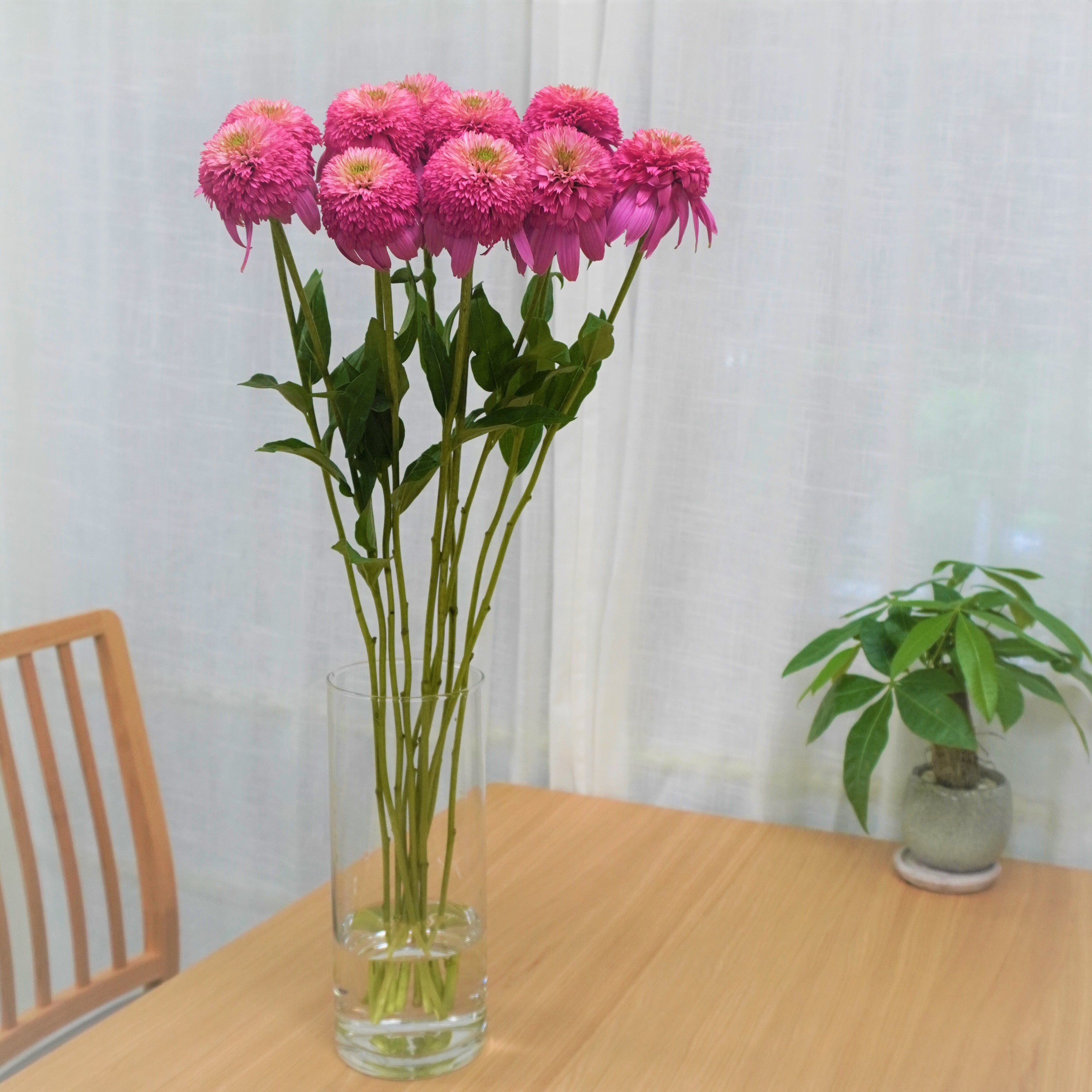 エキナセア ピンクボールビュー 10本 よいはな Yoihana 最高品質のお花をお届けするネット通販