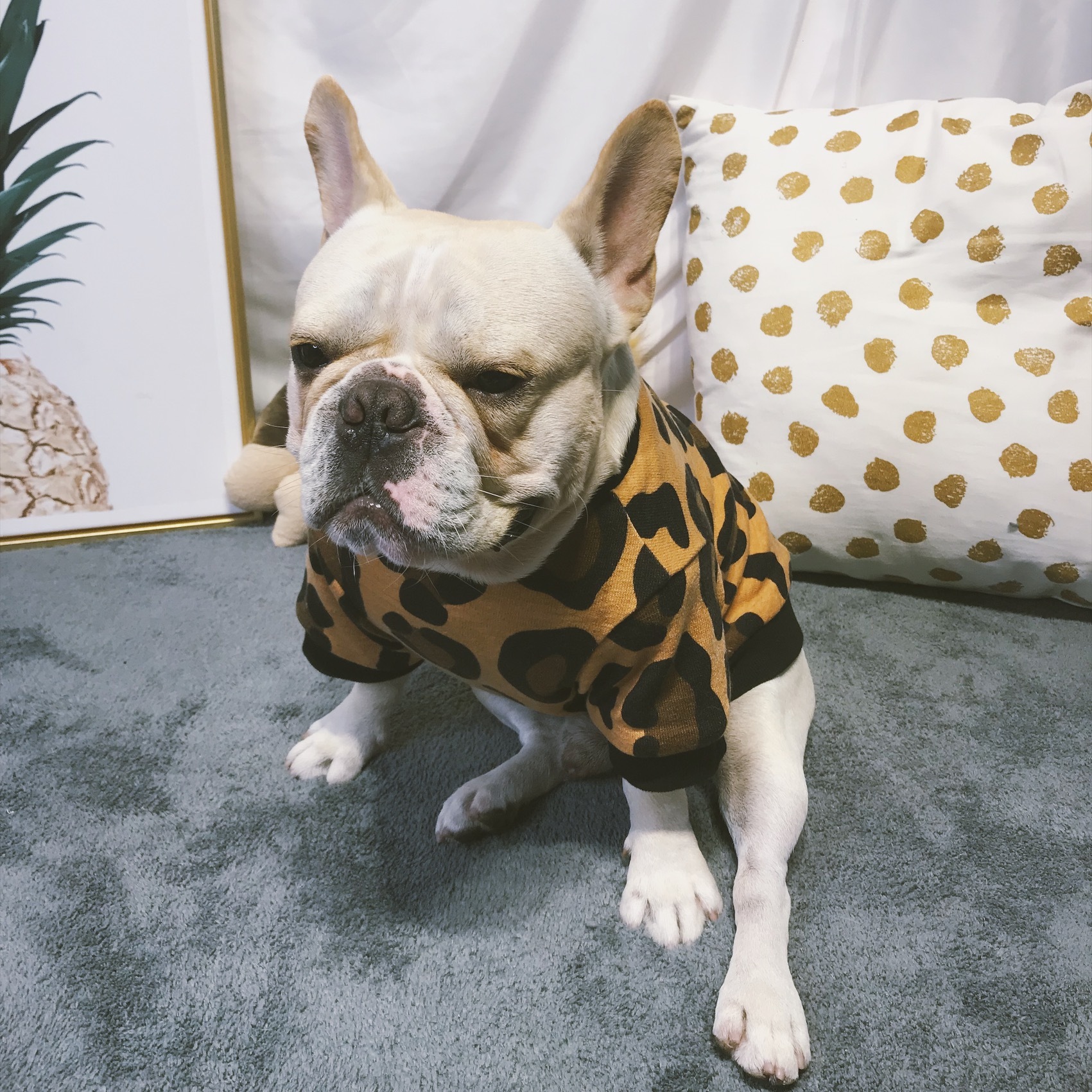 Km040tsフレブル Tシャツ フレンチブルドック 犬服 ヒョウ柄 ドックウェア Dearkm フレンチブルドック孔明