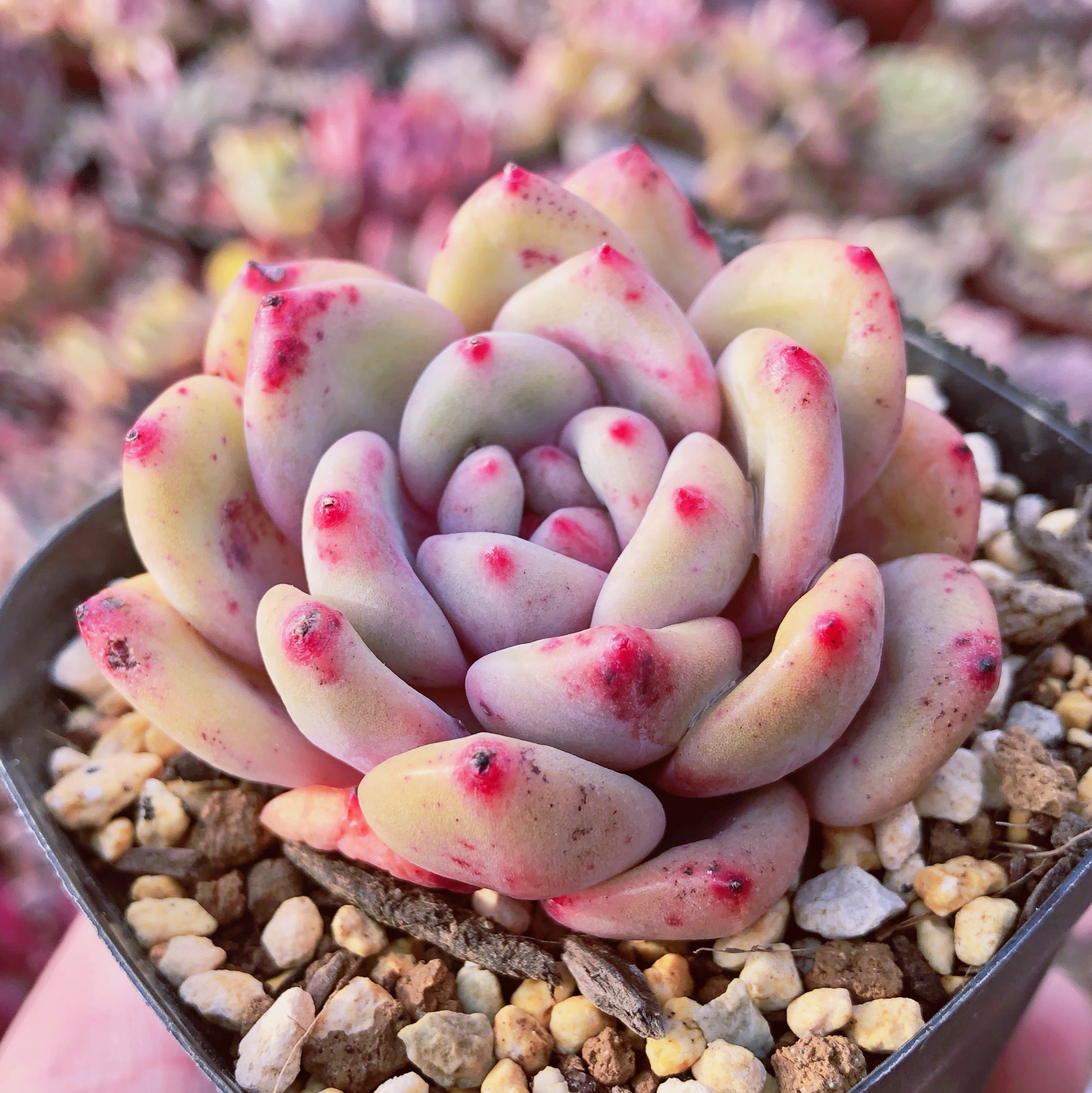 多肉植物 アリエル るる農園 多肉植物専門 水曜より順次発送