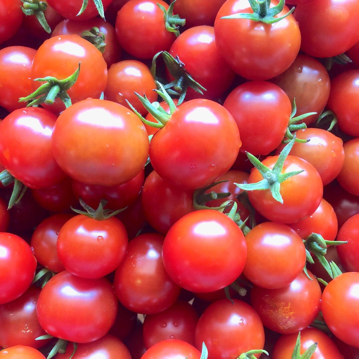 ミニトマトの苗 8株 Cf千果 オレンジ千果 小さな農園 イトナミ