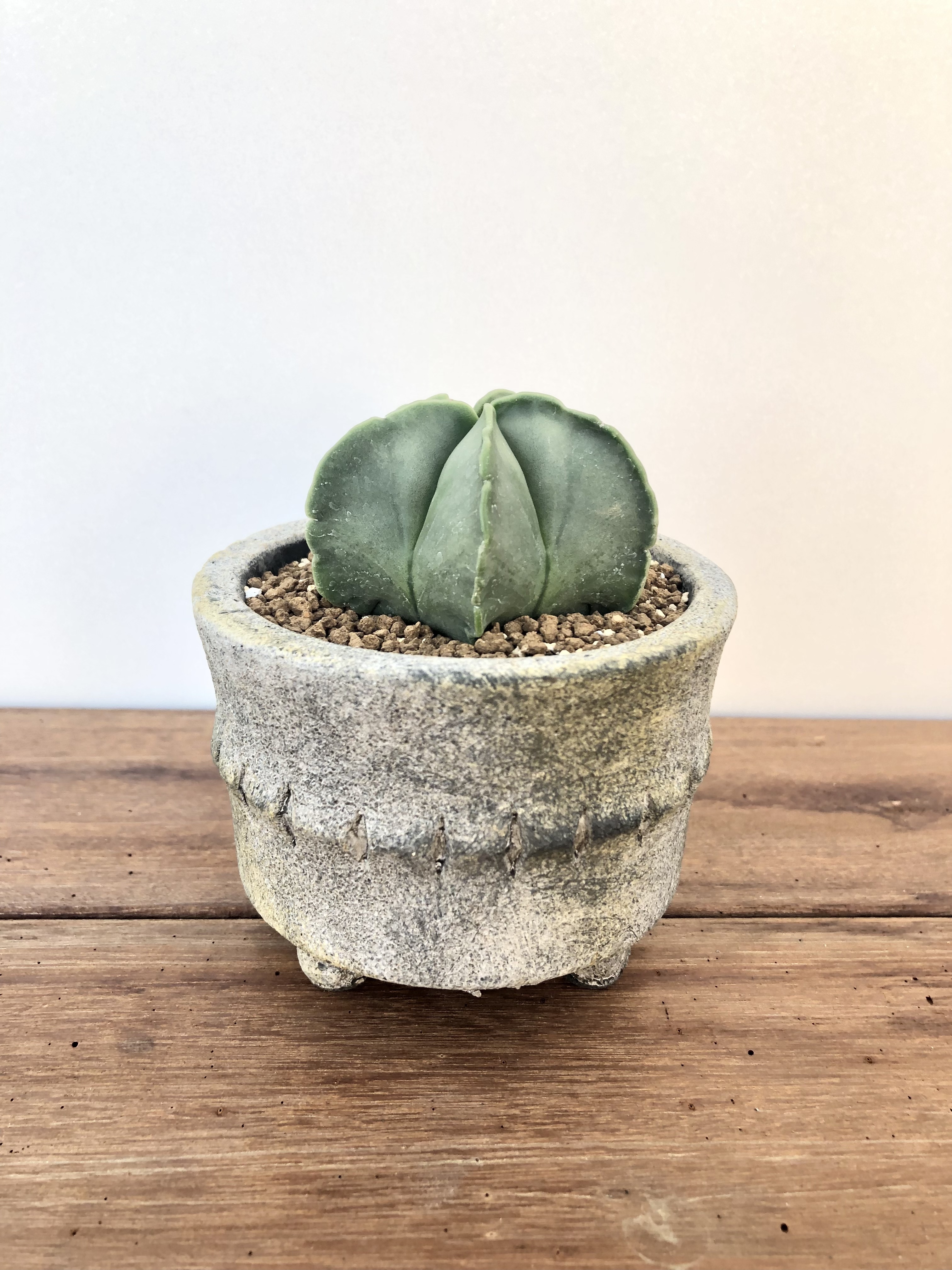 Astrophytum アストロフィツム 碧瑠璃ランポー玉 ヘキラン サボテン ミニ鉢 Plants Maru ー 多肉植物 サボテン 園芸グッズのお店 ー