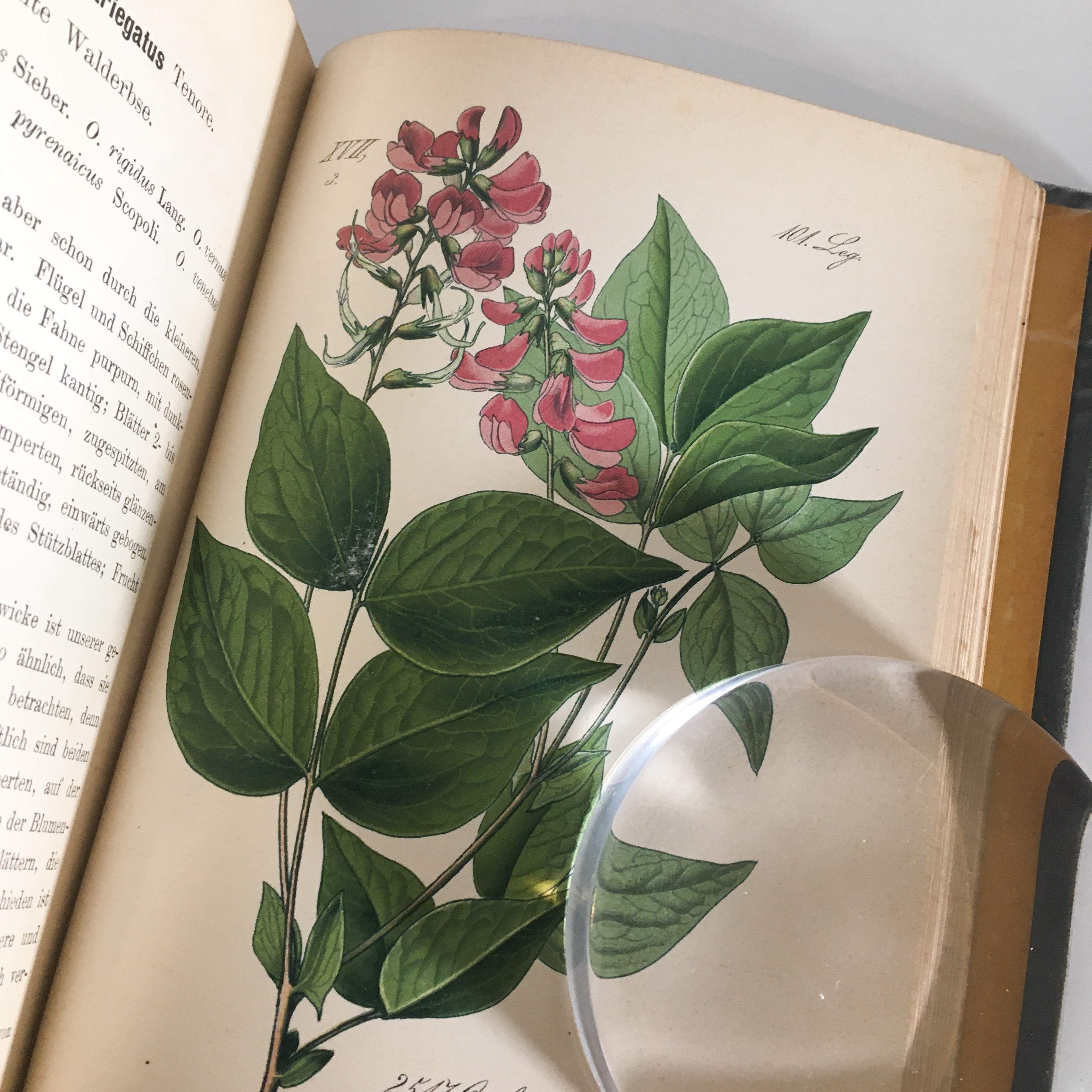 Ernst Hallier ドイツの植物図鑑 Vol 24 カラープレート106枚 1800年後半 クロモリトグラフ べるりんのーと