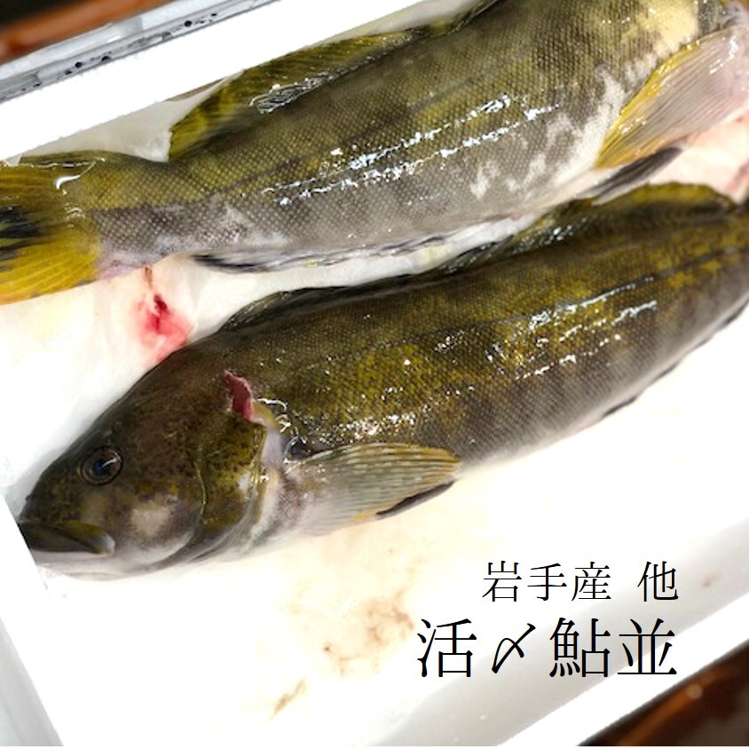 活〆アイナメ 鮎並 岩手県 他 1キロサイズ1尾 活〆鮎魚女１ｋｘ１ 冷蔵 豊洲市場 Okawari 豊洲直送の高級海産物をお届け