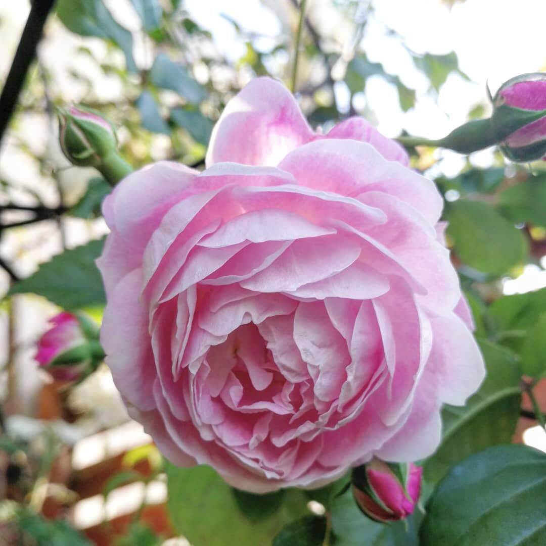 スペクタビリス 天空のバラ園 無農薬バラ苗 花苗 クレマチス ハーブ産直販売