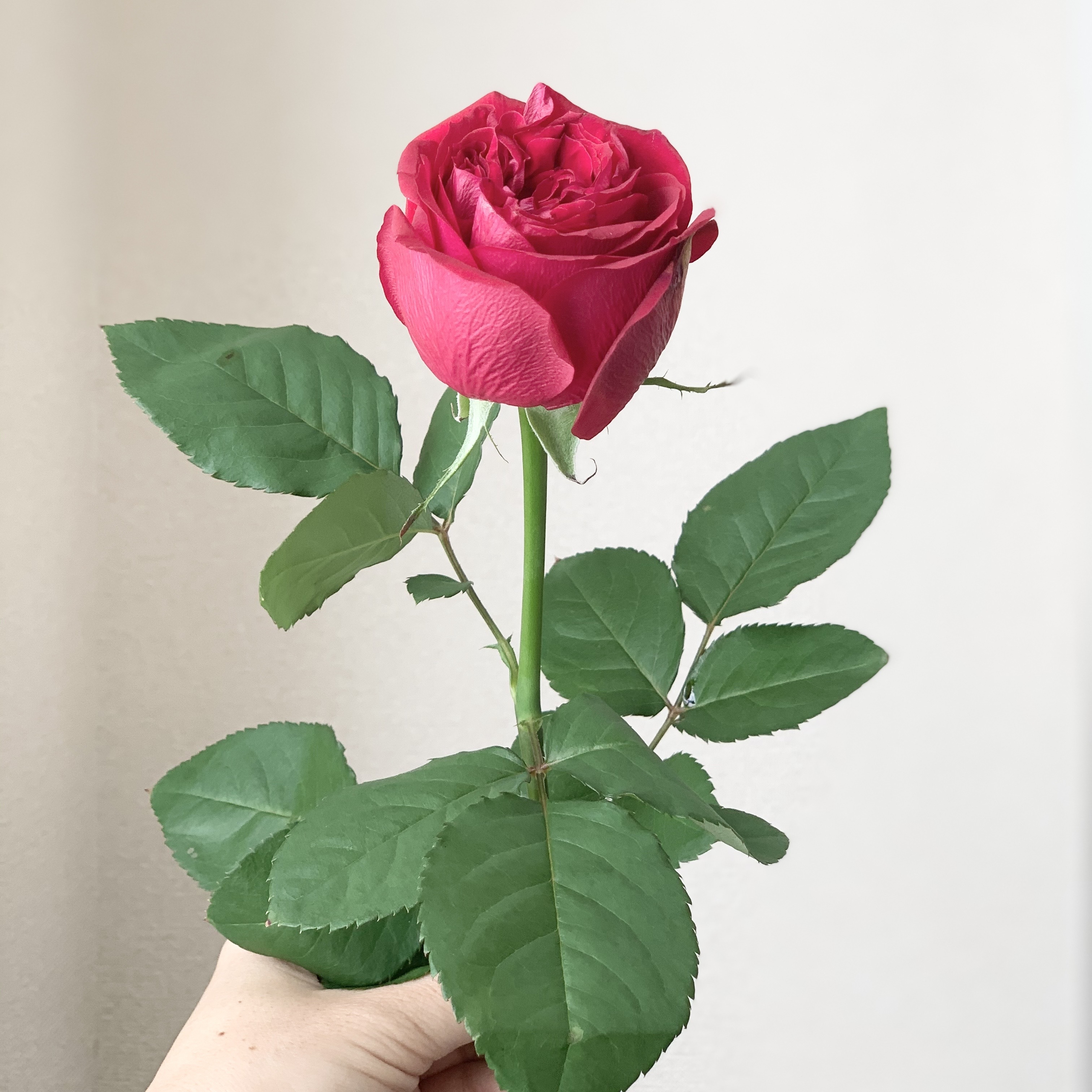 バラ 1本 Jaひまわり バラ部会 よいはな Yoihana 最高品質のお花をお届けするネット通販