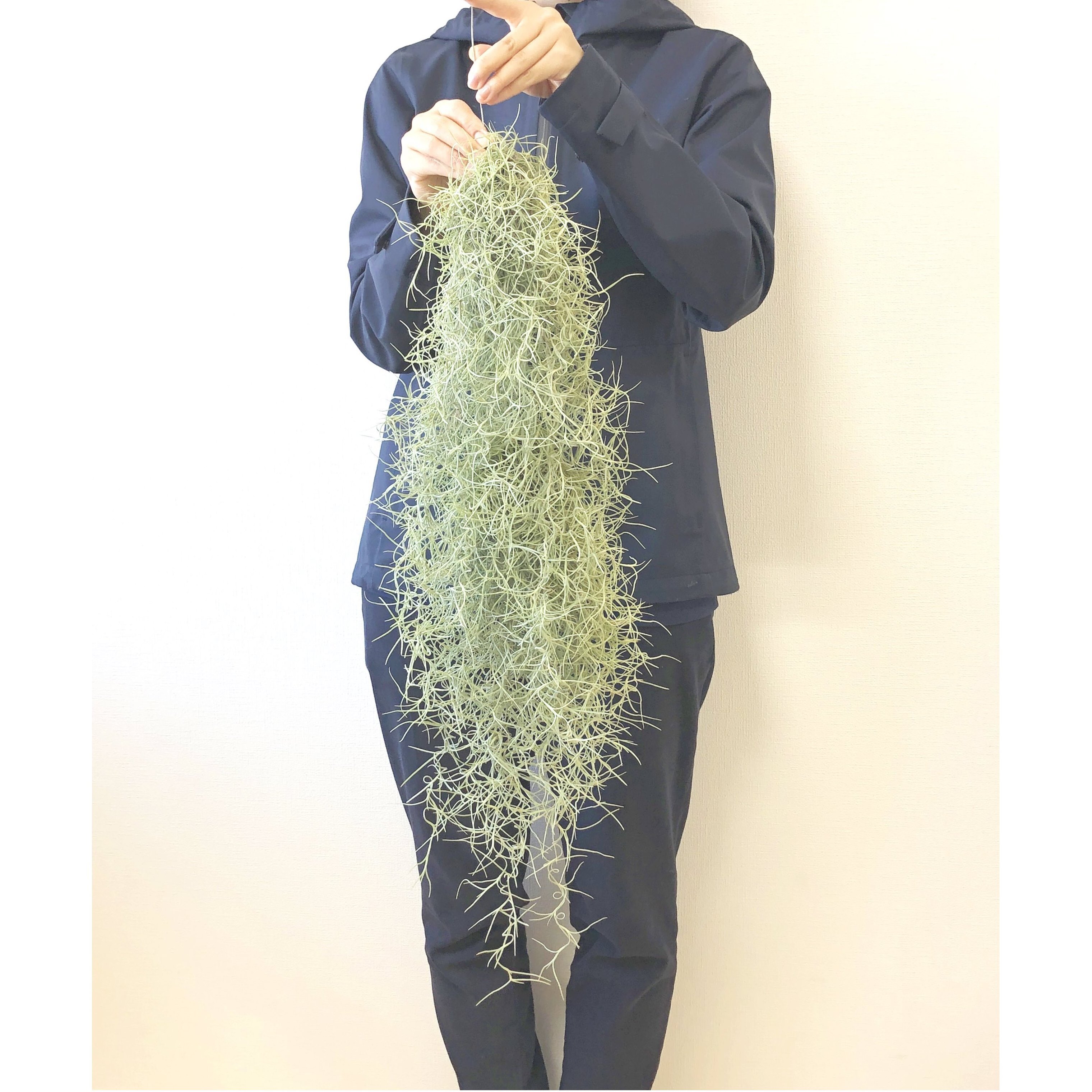 スパニッシュモス チランジア ウスネオイデス Tillandsia Usneoides Jp Farmers Com