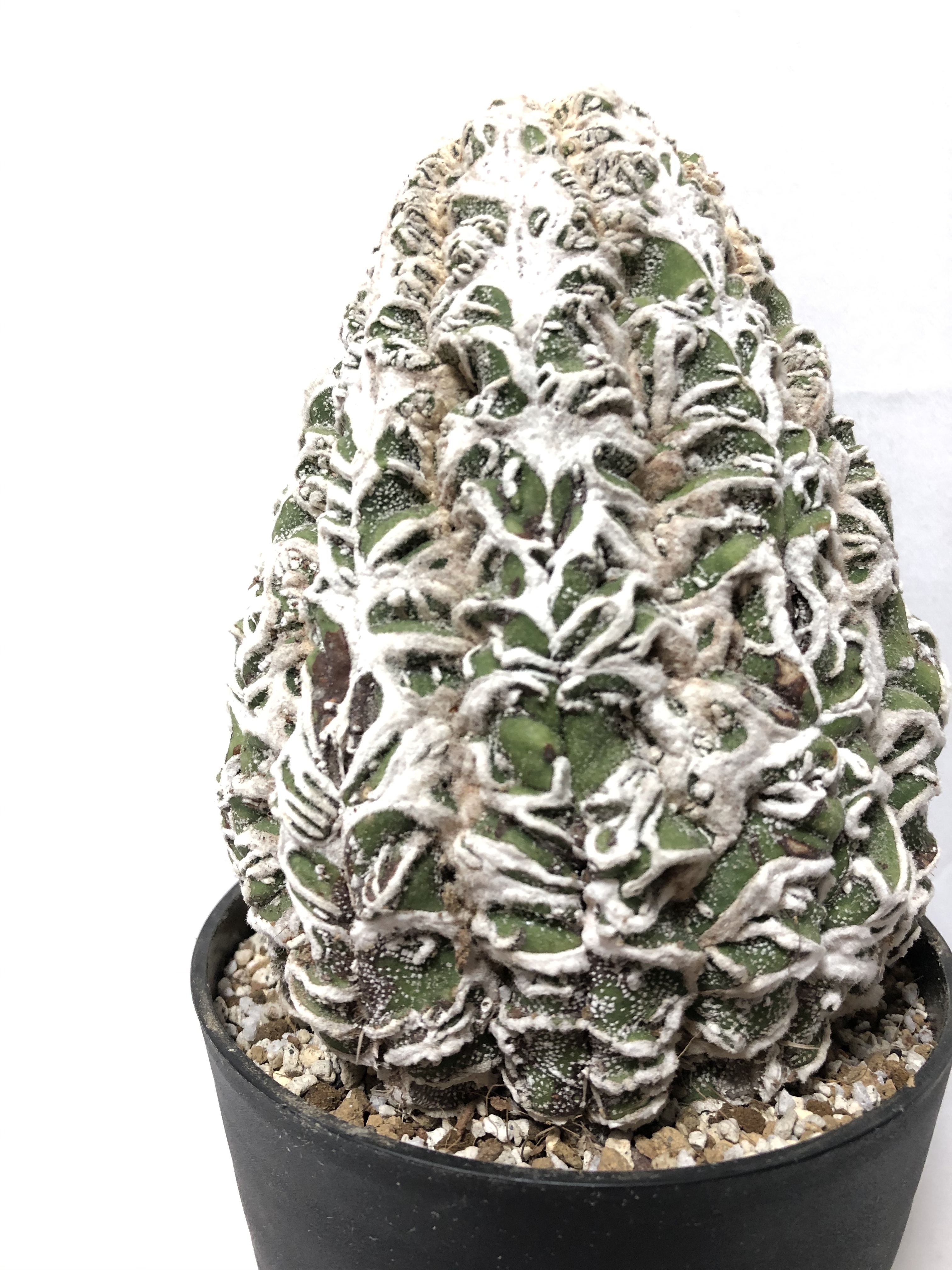 Astrophytum Sp アストロフィツム 複隆盤石 Plants Maru ー 多肉植物 サボテン 園芸グッズのお店 ー
