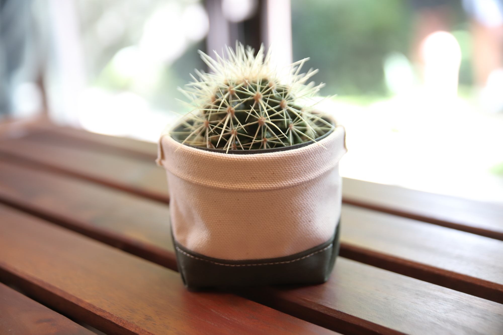 キンシャチ サボテン 金鯱 Echinocactus Grusonii キャメル Saboten Fukuro
