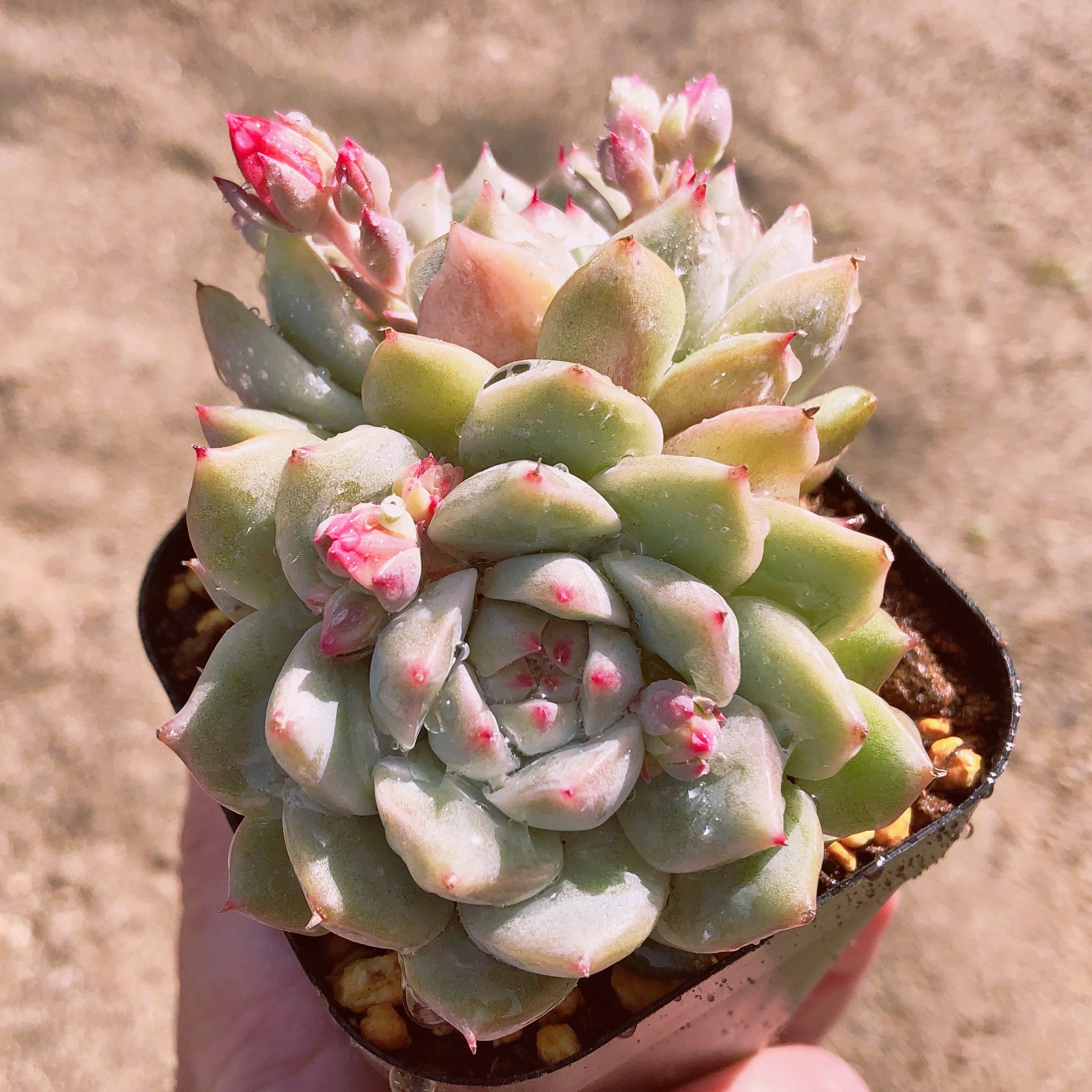 多肉植物 ピンクティッピー 群生 るる農園 多肉植物専門