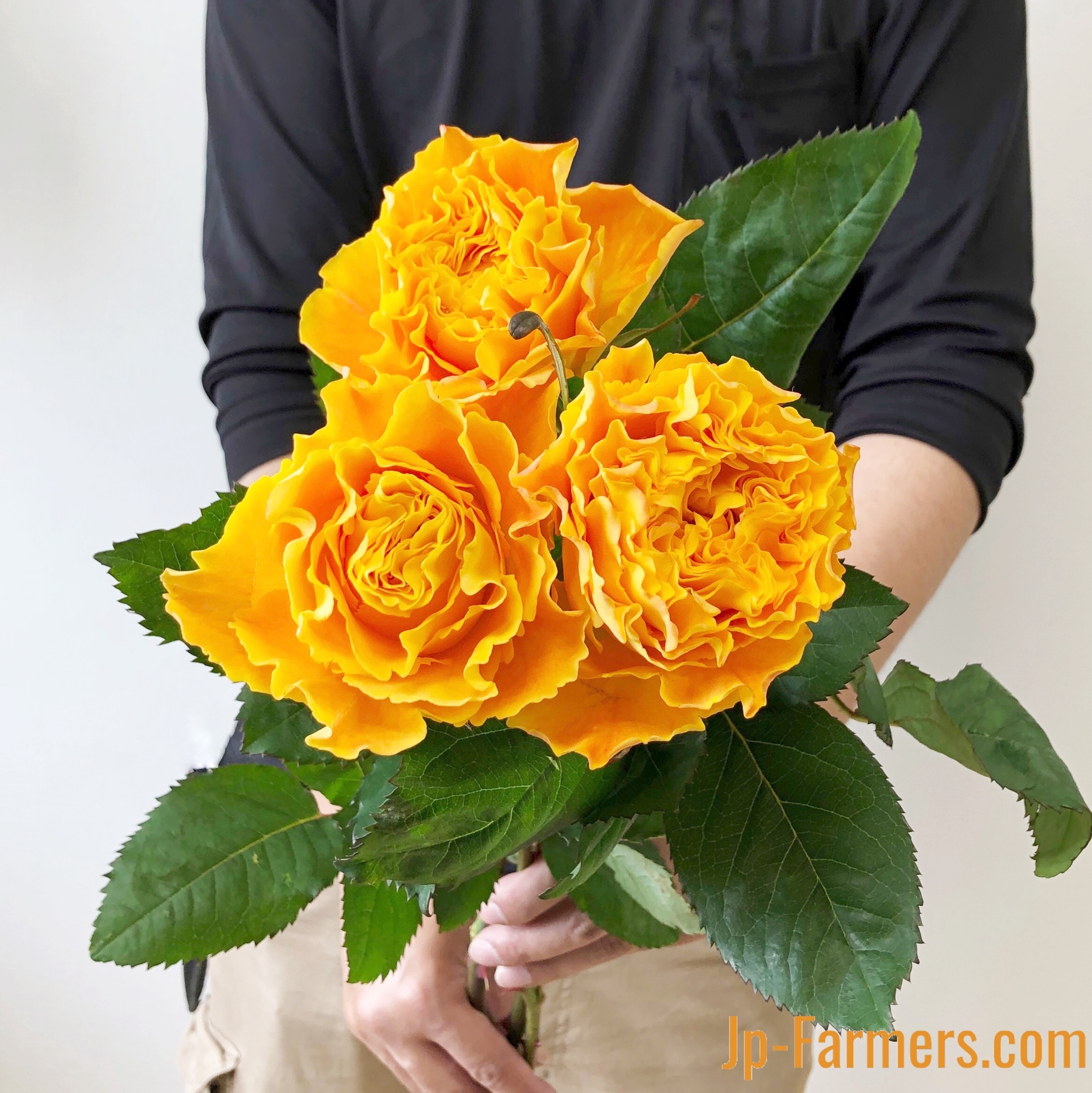 市場直送便 京果園 10本 バラ品種名 マンゴーリーバー Jp Farmers Com