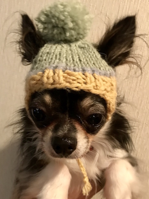 ネコ 小型犬 ニット帽 世界でひとつのニット帽