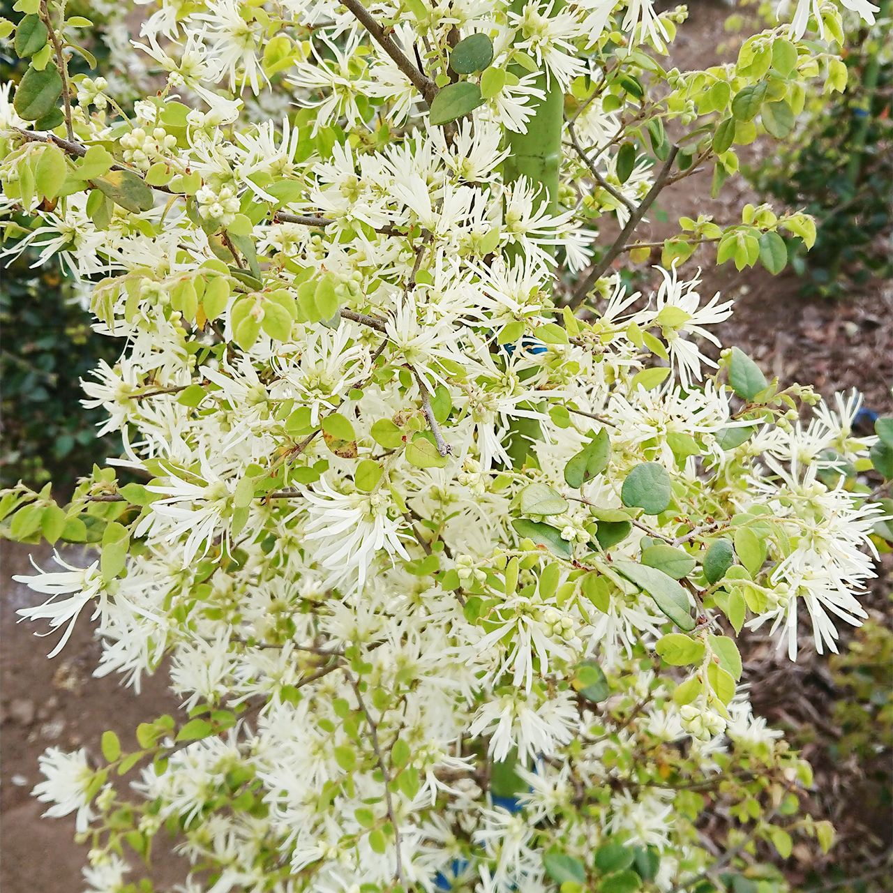 トキワマンサク 青葉 白花 地植え 連大植木