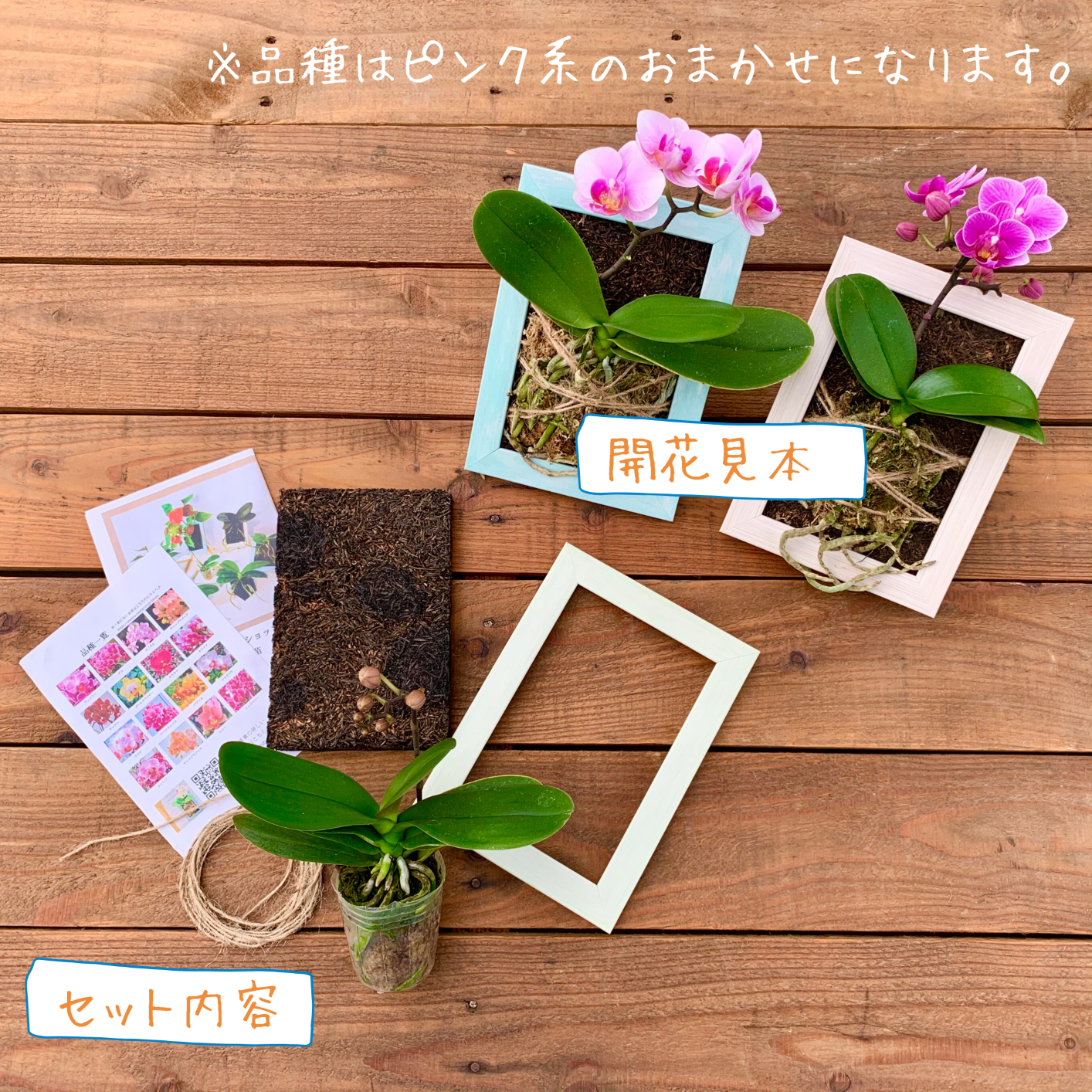 着生胡蝶蘭 作成キット 花芽付き苗 椎名洋ラン園 よいはな Yoihana 最高品質のお花をお届けするネット通販