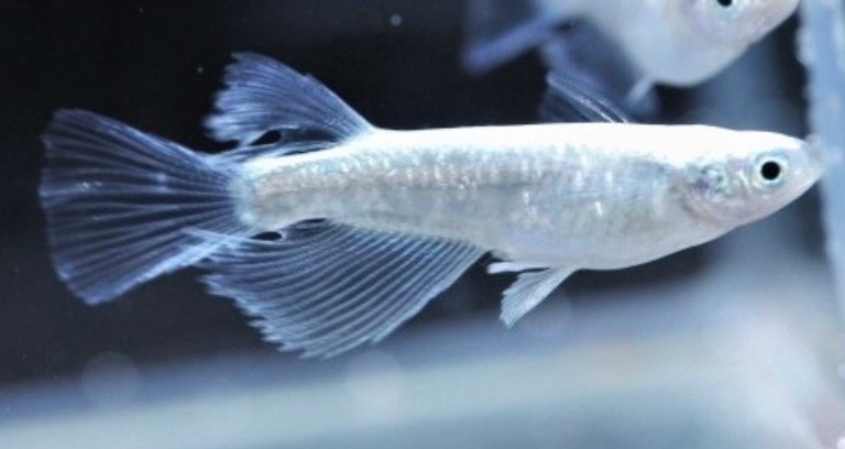 プラチナ星河リアルロングフィン 卵 15個 A 鉑めだか ハクメダカ