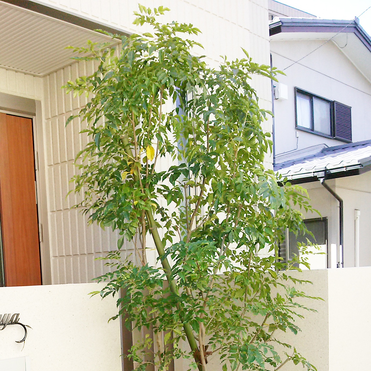 シマトネリコ 株立ち 地植え 連大植木