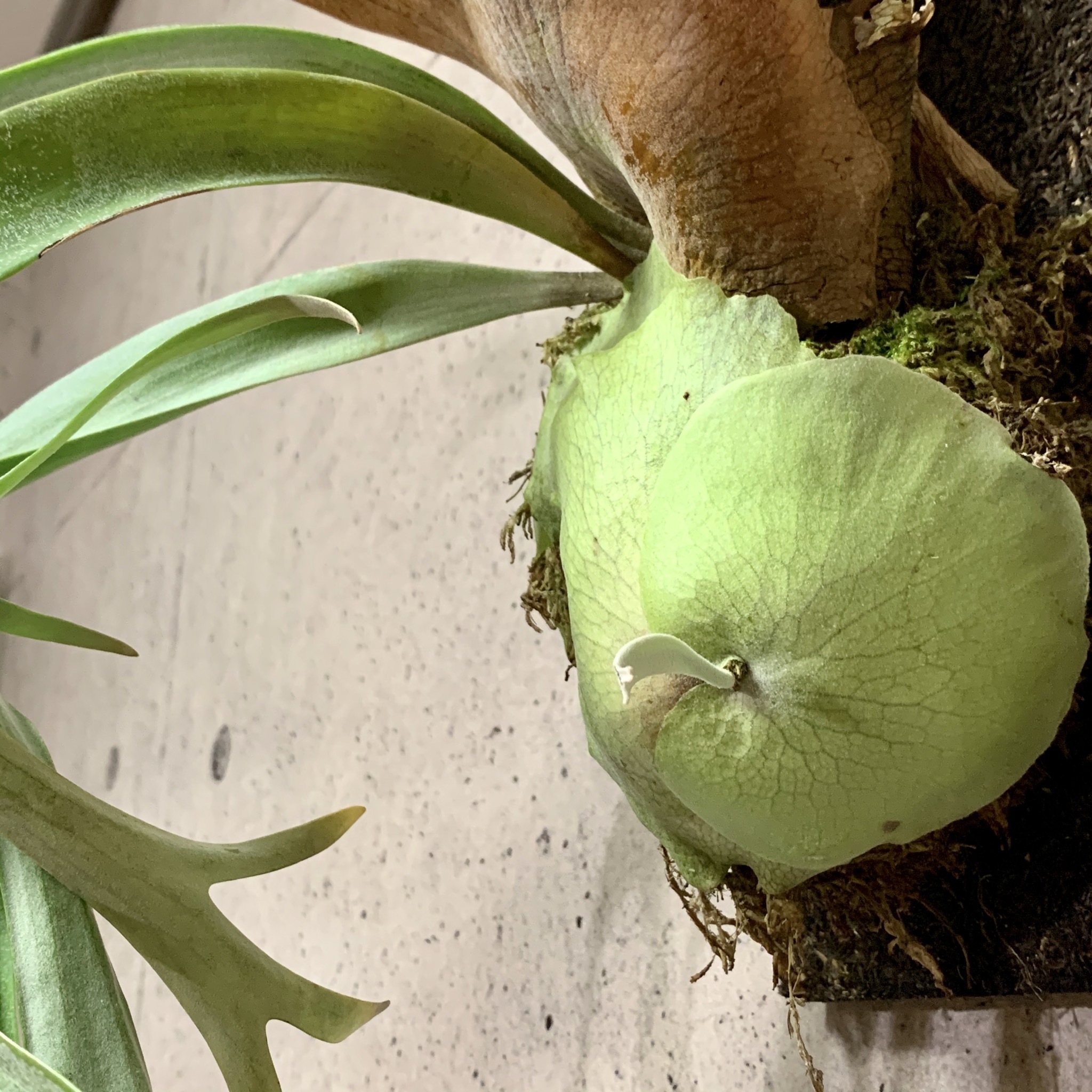 大株 ビカクシダ ウィリンキー Planet Plants プラネットプランツ