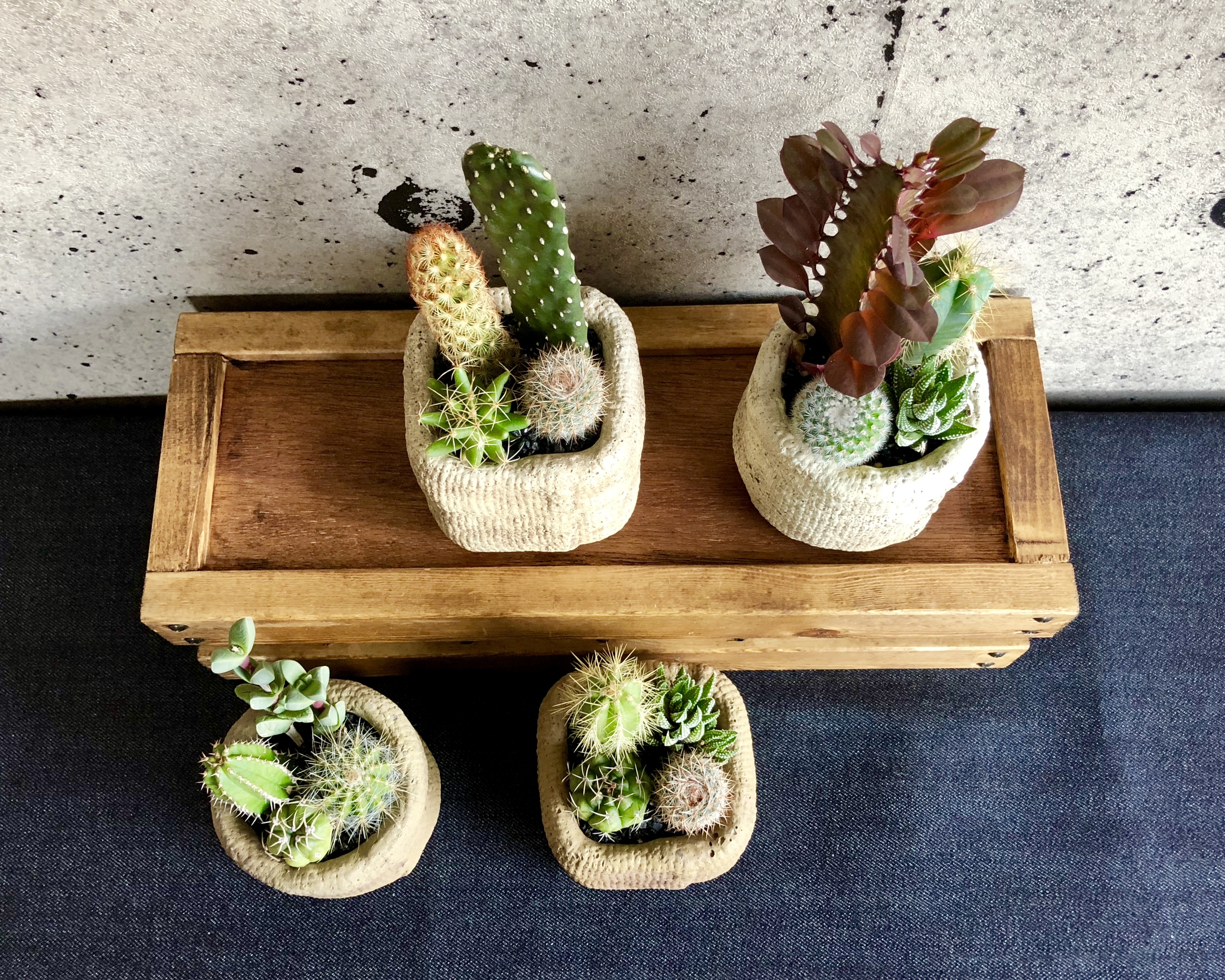 ミニサボテン寄せ植え 麻袋風ポット Planet Plants プラネットプランツ