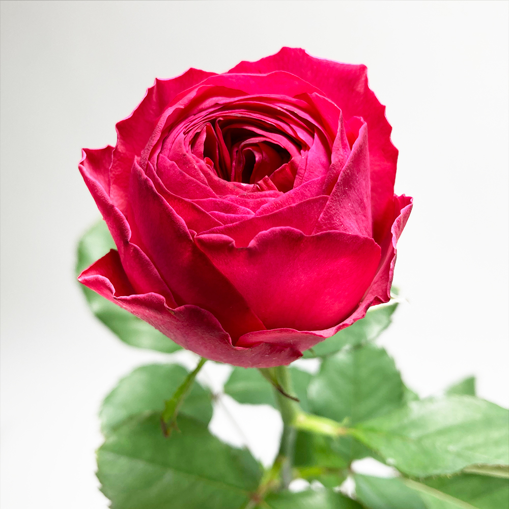 バラ 1本 Jaひまわり バラ部会 よいはな Yoihana 最高品質のお花をお届けするネット通販
