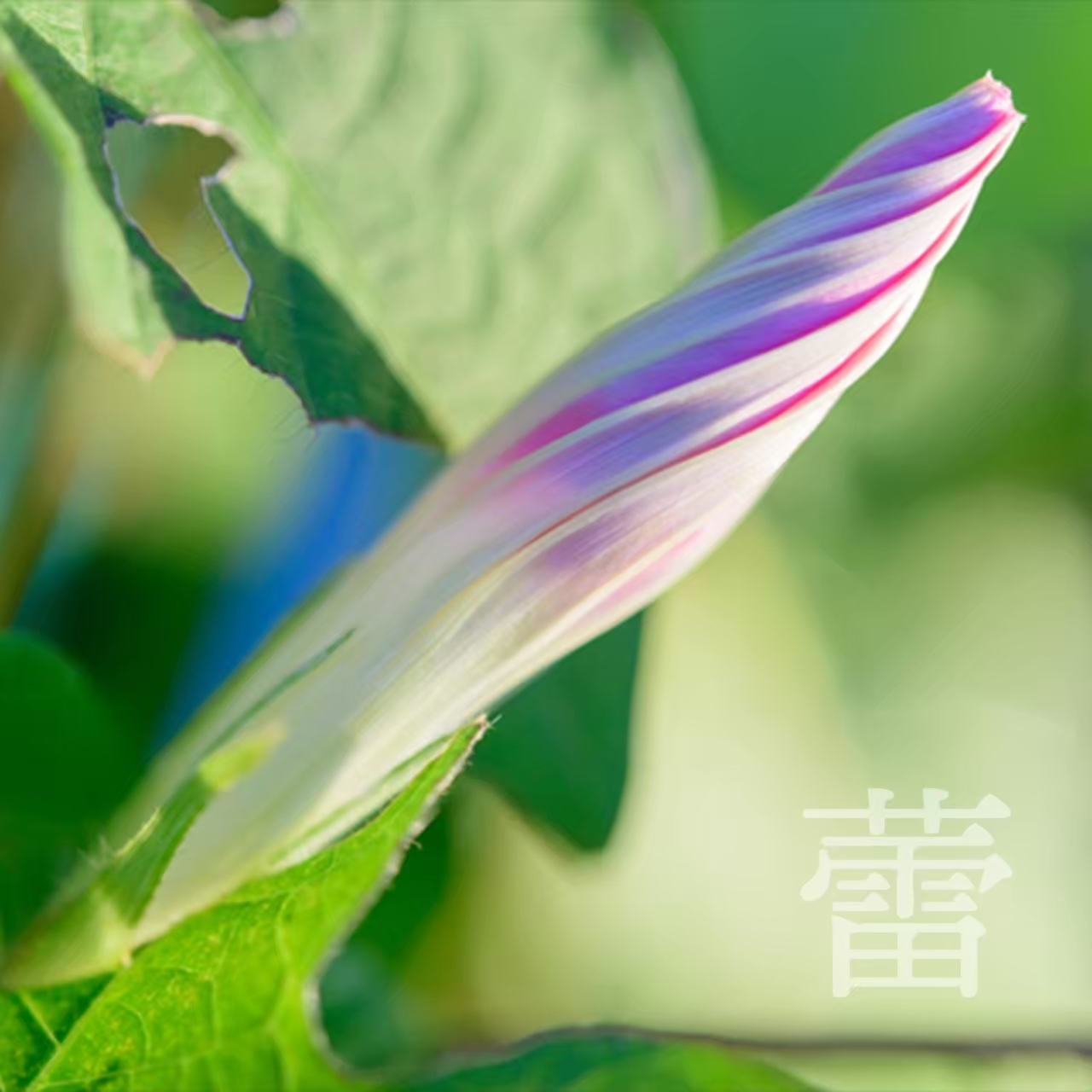 7月の上生菓子 朝顔6個セット Itwokashi いとをかし クリーム大福 通販 お取り寄せショップ 7月の上生菓子 朝顔6個セット Itwokashi いとをかし クリーム大福 通販 お取り寄せショップ