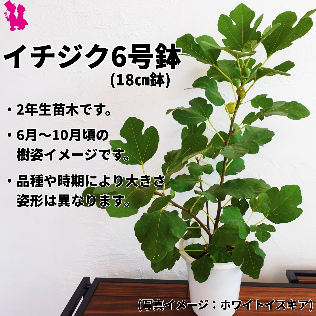 イチジク6号鉢 ドーフィン2年生大苗 ラベル付き 園芸農家イシヅキちゃんねるショップ