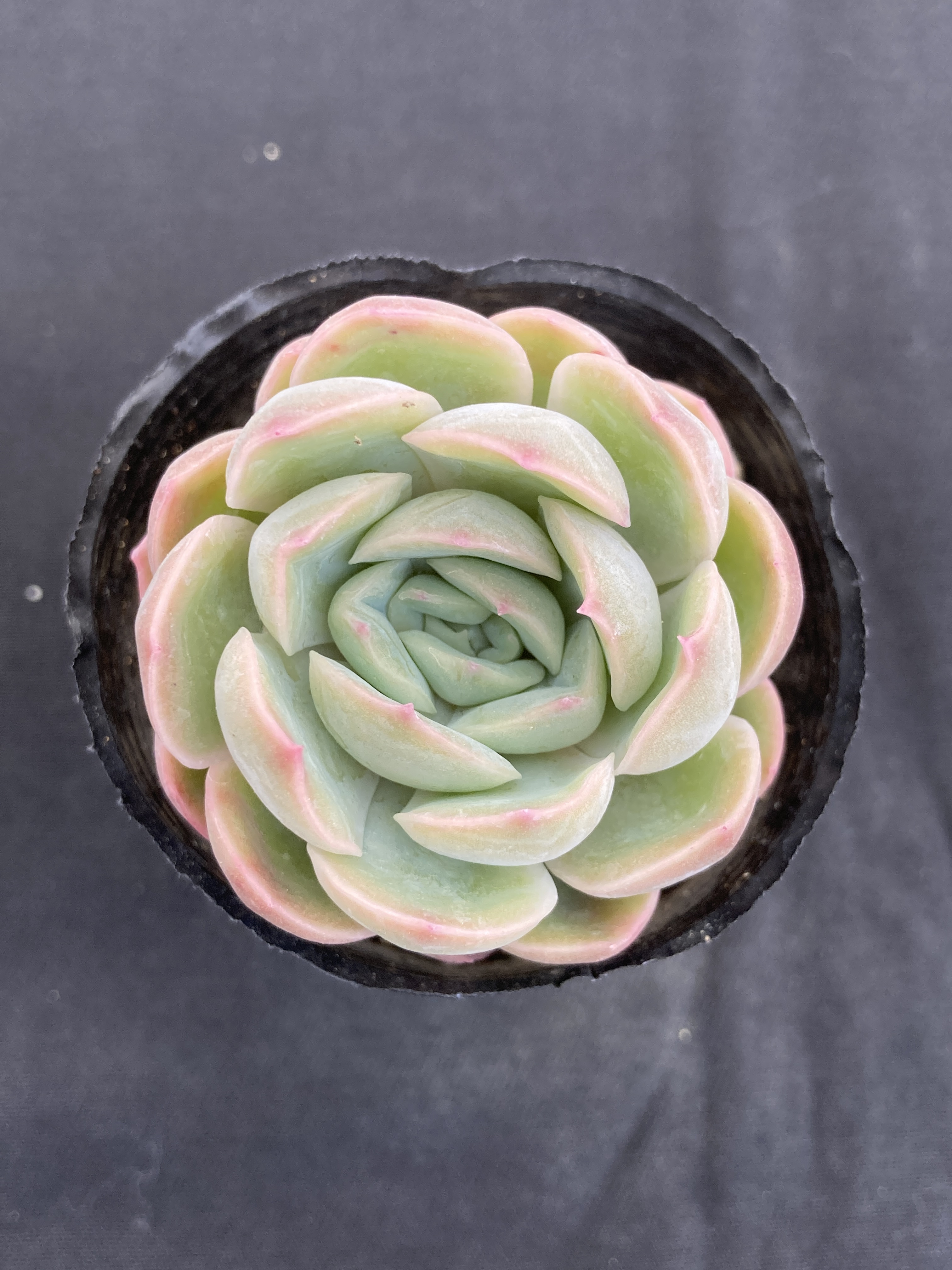 花月夜 フィオナ 多肉アン