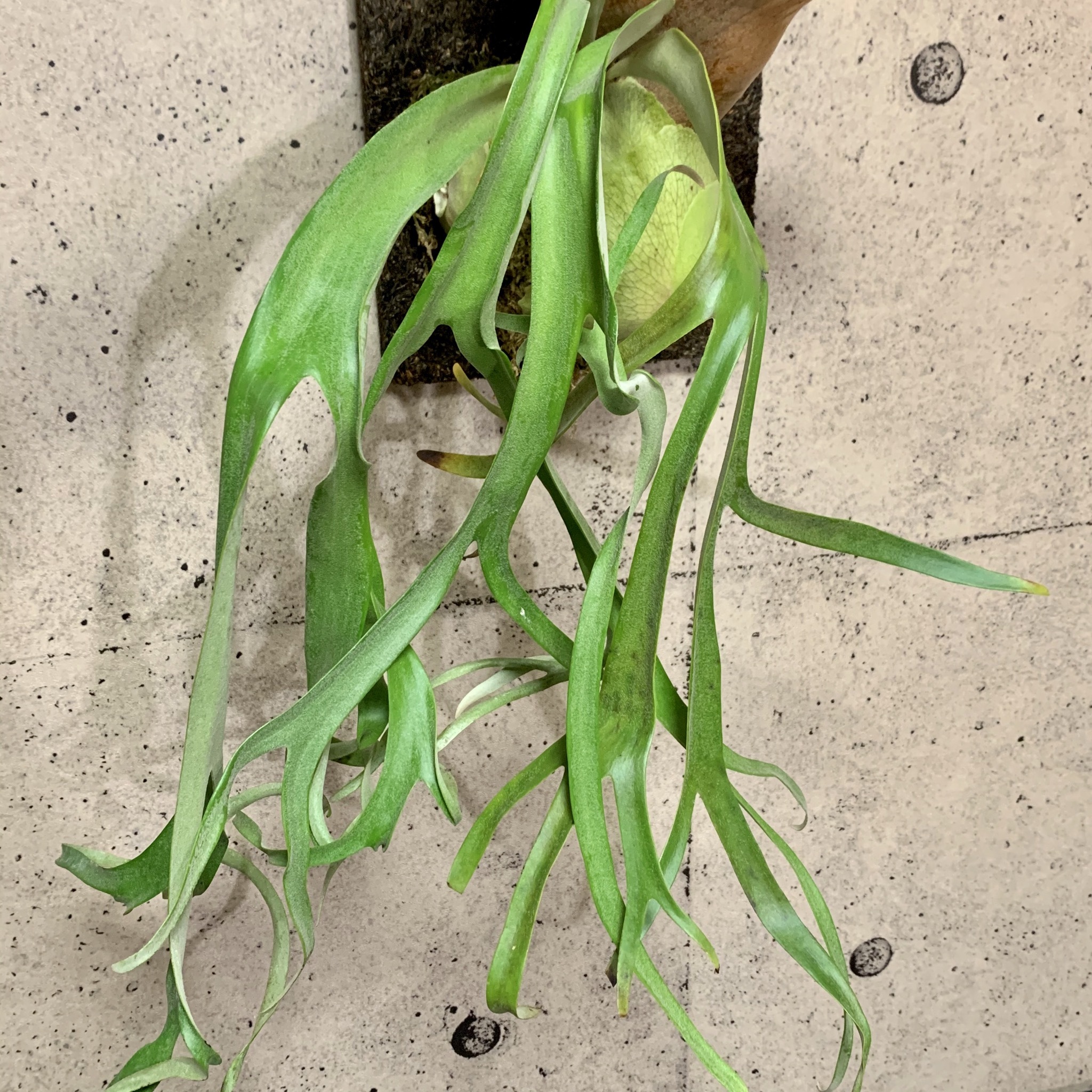 大株 ビカクシダ ウィリンキー Planet Plants プラネットプランツ