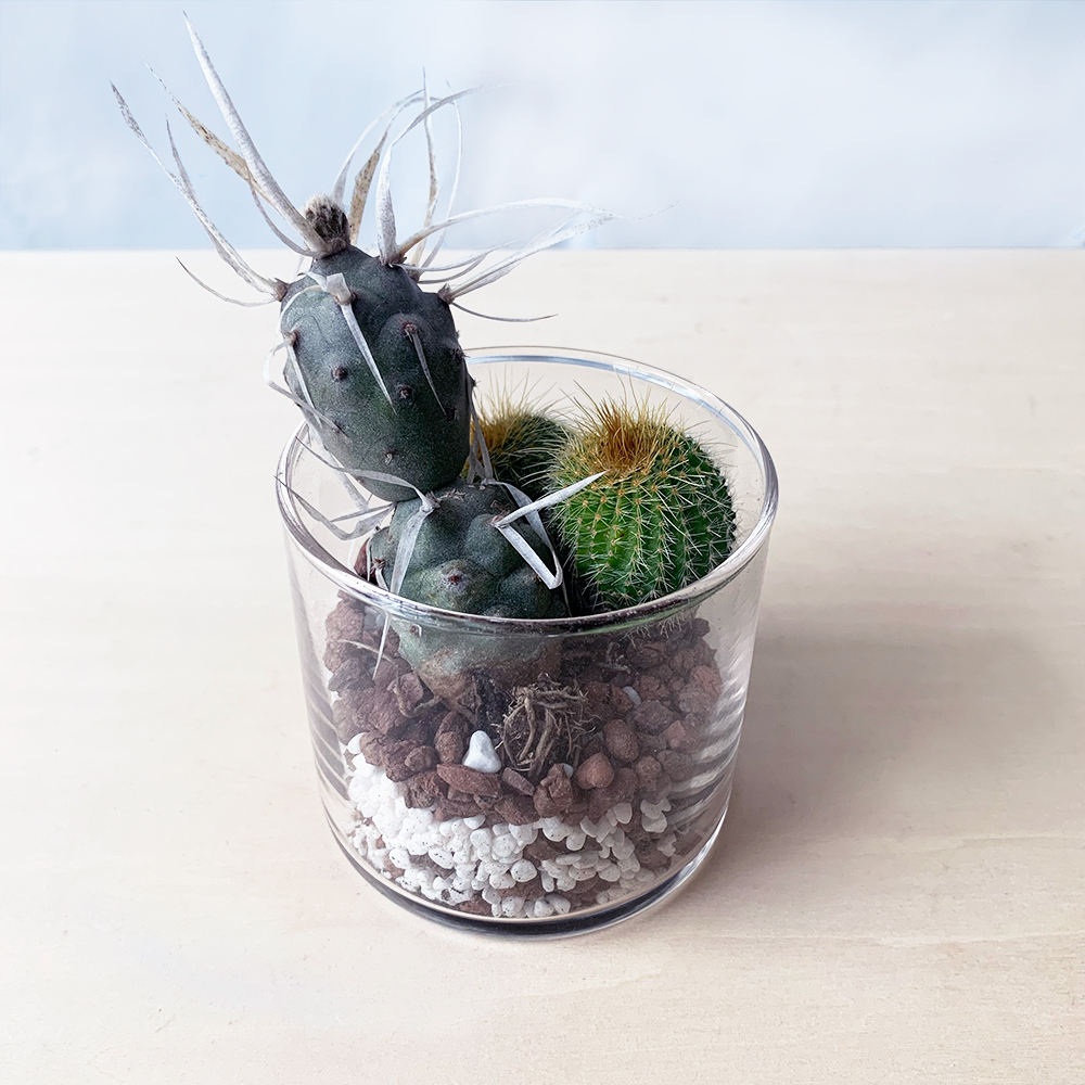多肉サボテン丸ガラス M 1 よいはな Yoihana 最高品質のお花をお届けするネット通販