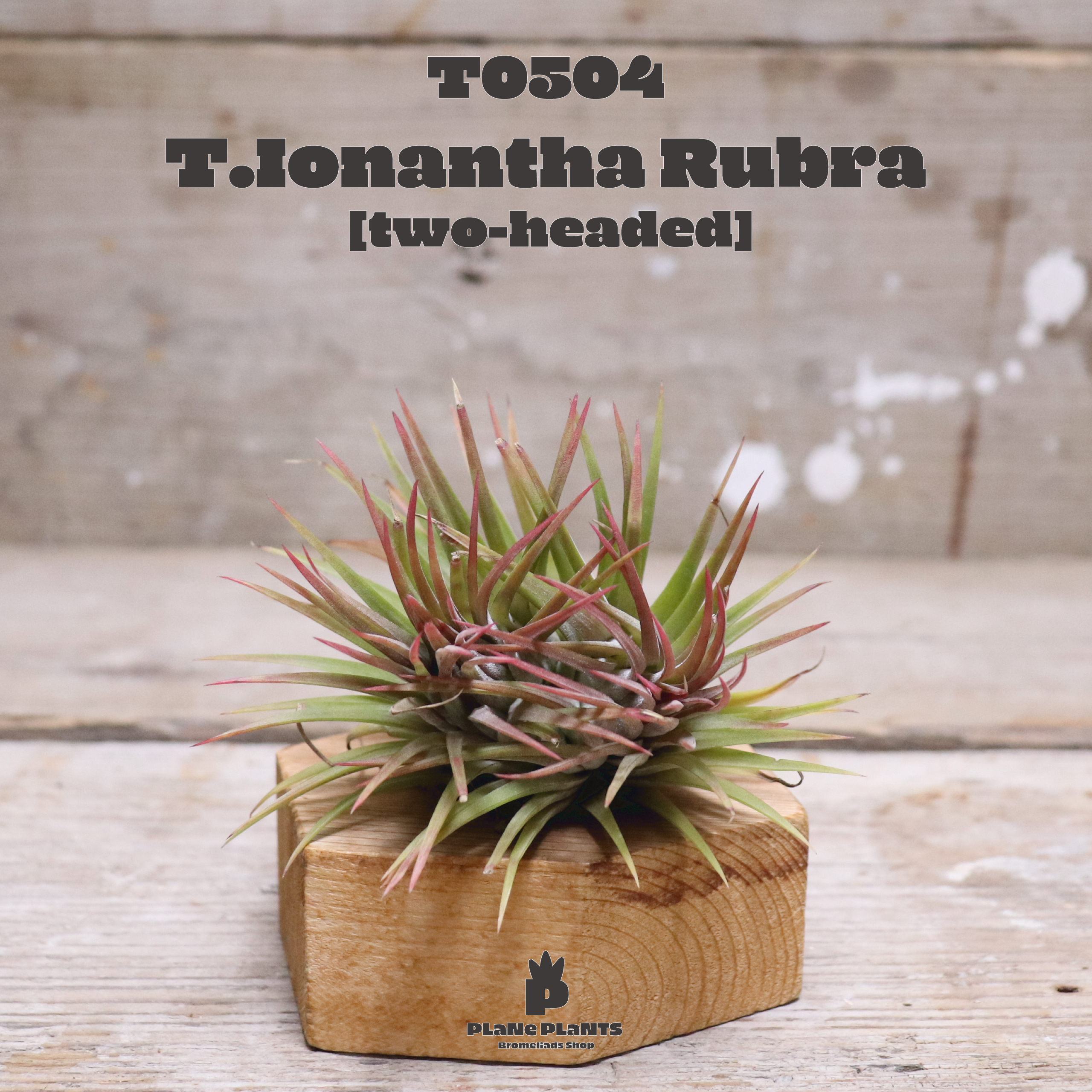 送料無料 イオナンタ ルブラ Two Headed エアプランツ 現品発送t0504 Plane Plants