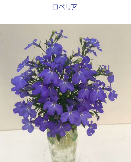 マグカップ水栽培 花シリーズ ロベリア 送料込 選食菜 Sensyokusai