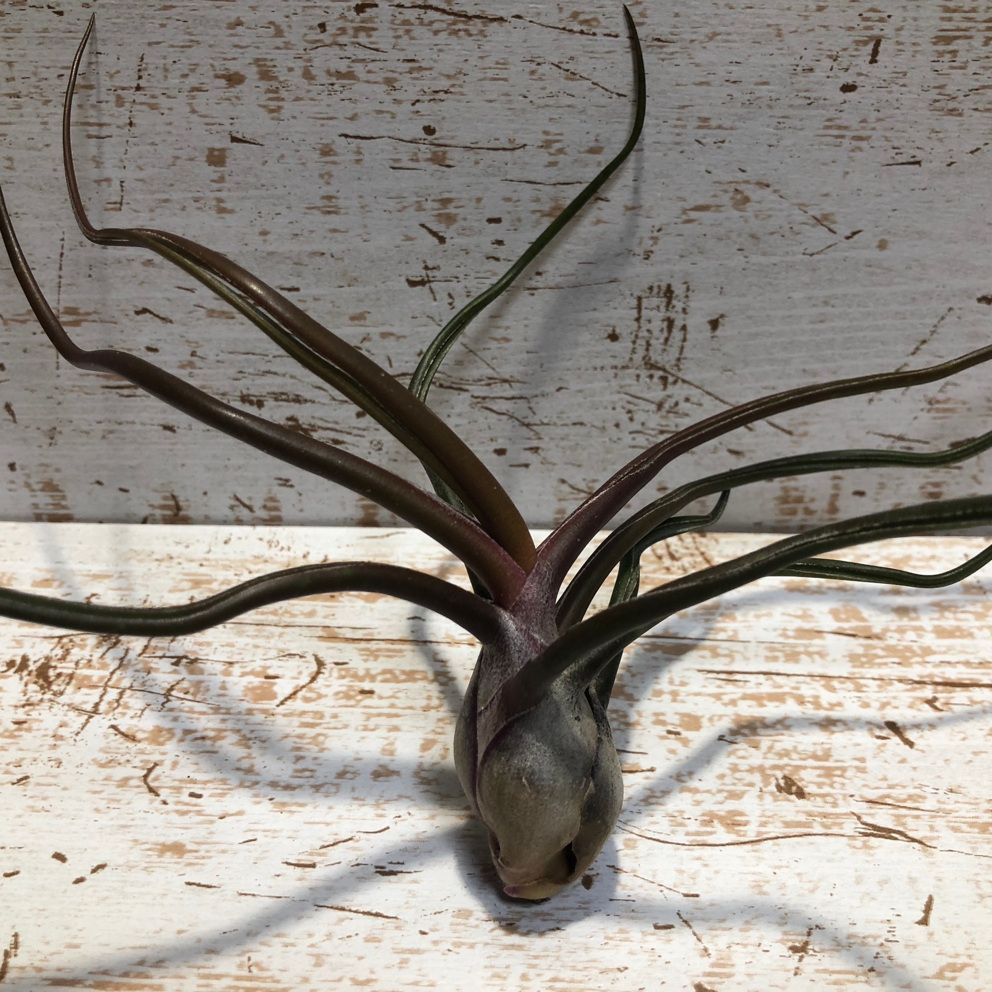 Request ブルボーサ Red Bull エアプランツ 現品発送t0194 Plane Plants