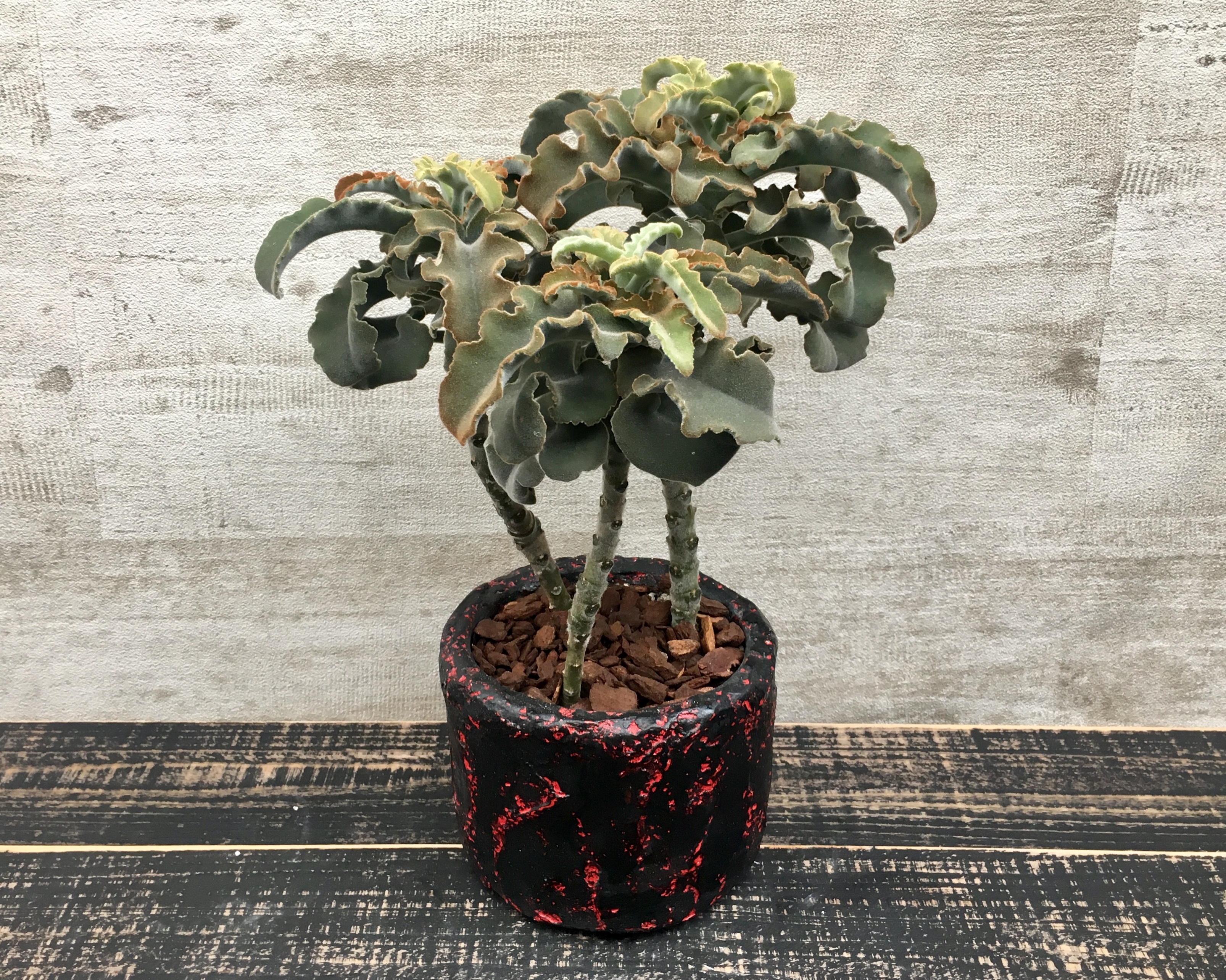 仙女の舞 カランコエ ベハレンシス Planet Plants プラネットプランツ