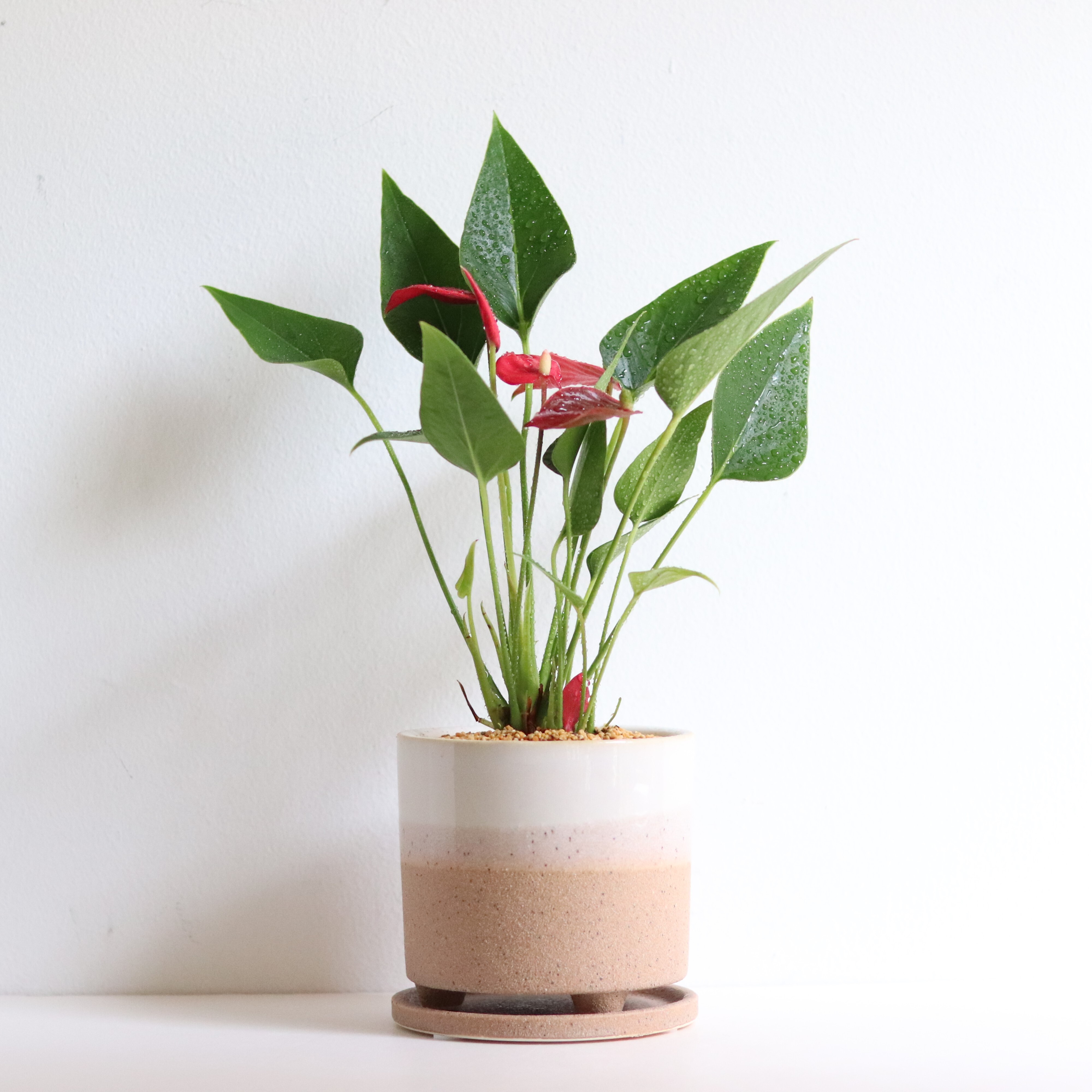 グリーン ヒメアンスリウム ジーフラットインテリアショップ