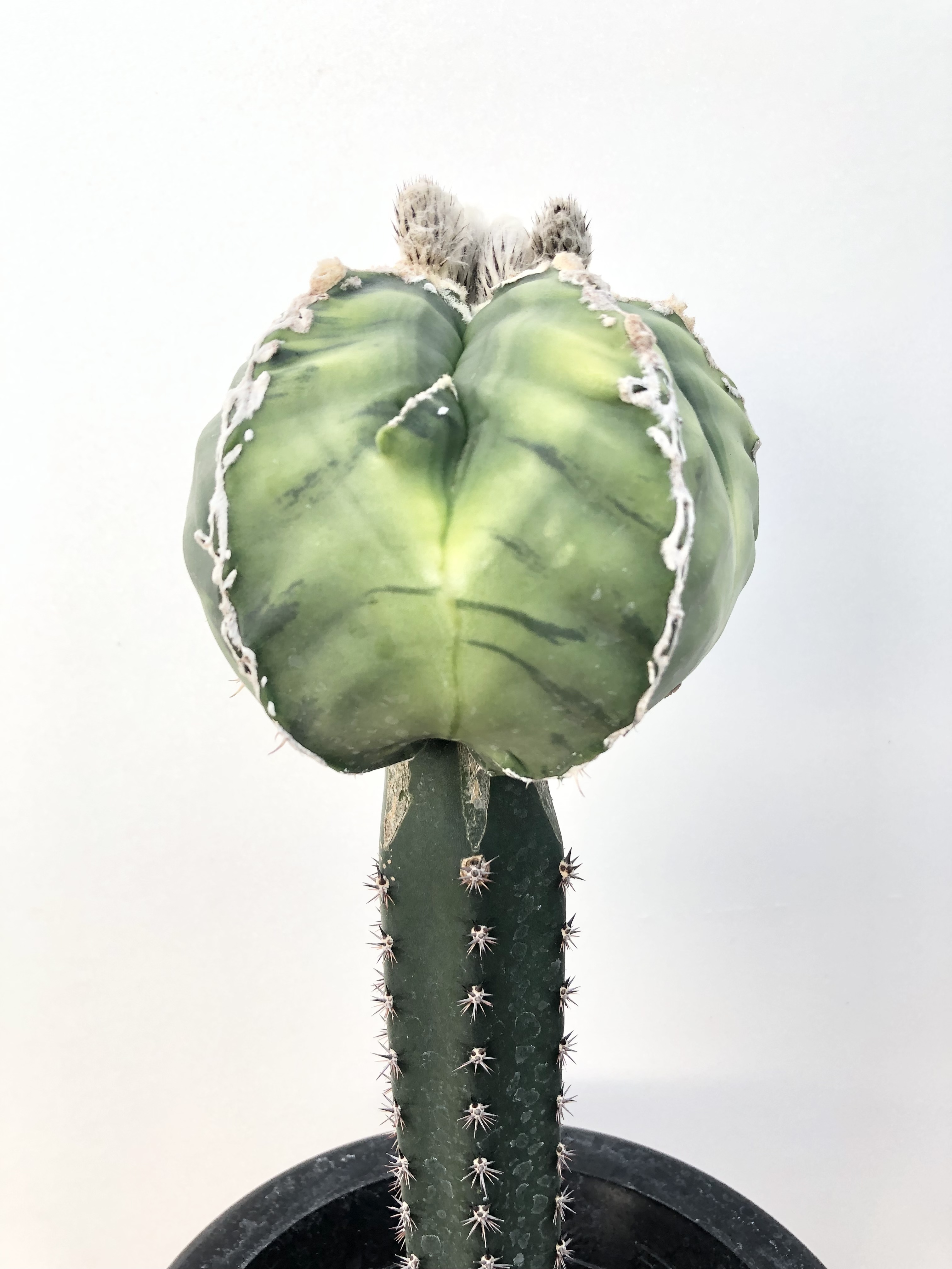 Astrophytum アストロフィツム ランポー玉 斑入り サボテン Plants Maru ー 多肉植物 サボテン 園芸グッズのお店 ー