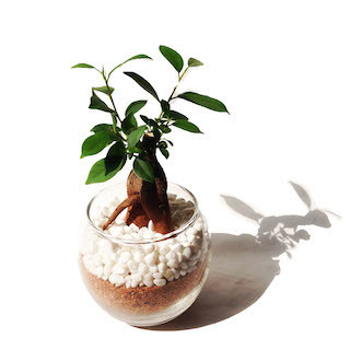 観葉植物初心者歓迎 A Cup Of Plantsさんで育てやすい 可愛い観葉植物を買って育ててみた Base Mag