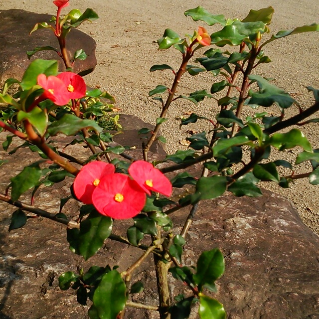 美しいものにはトゲが ない 赤い小花がたくさん咲く トゲなし花キリン Base Mag