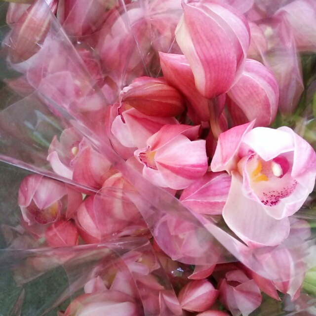 ピンクづくしでピンクずくめなピンク好きのための一箱 ラブインガール プリマ の花をたっぷりとお届け Base Mag