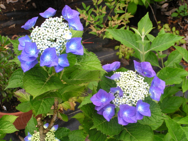梅雨といえば紫陽花の季節 上品な小花が花咲くガクアジサイが見頃 Base Mag