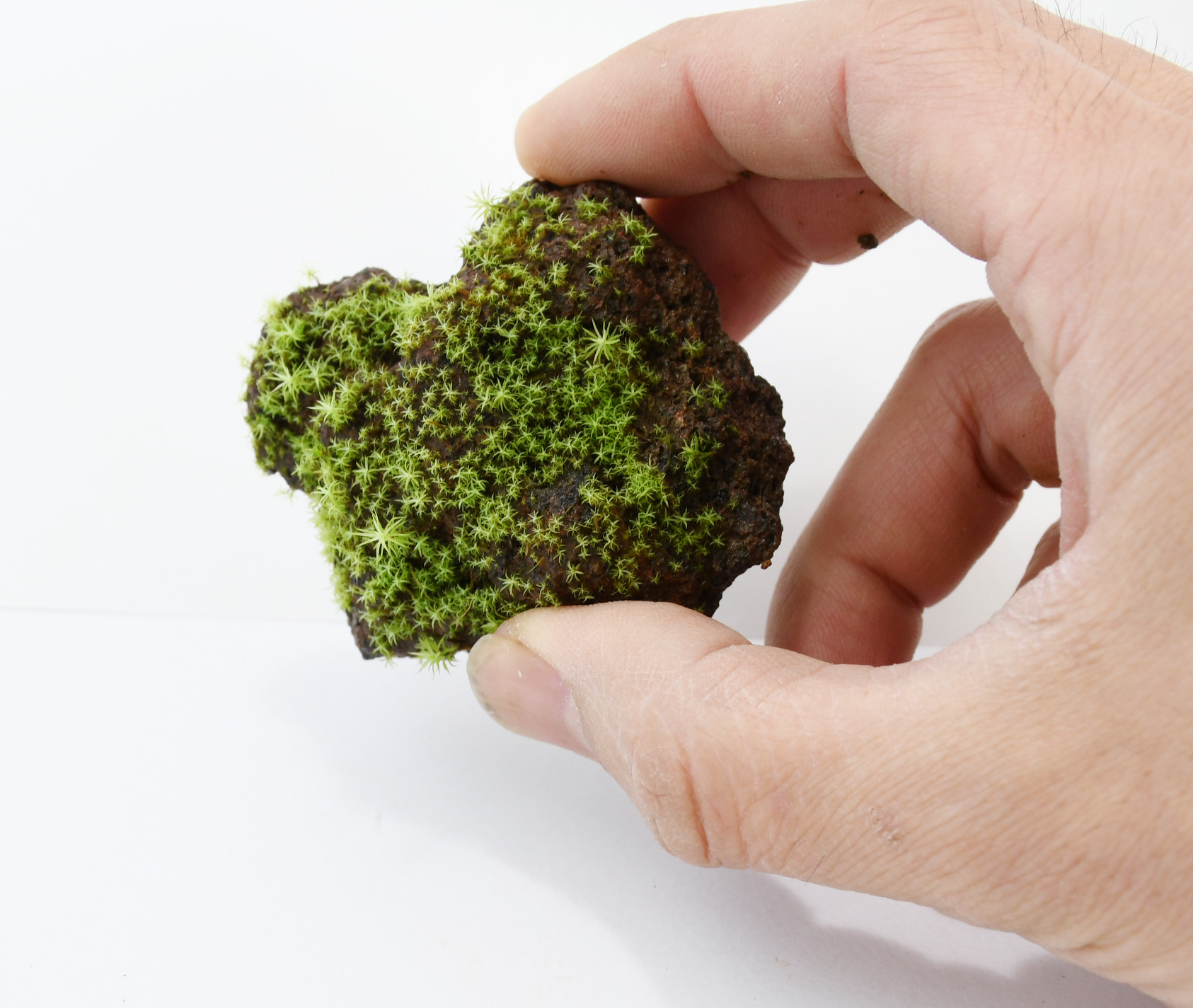 新商品 苔むす溶岩石着生 苔石 Base Mag