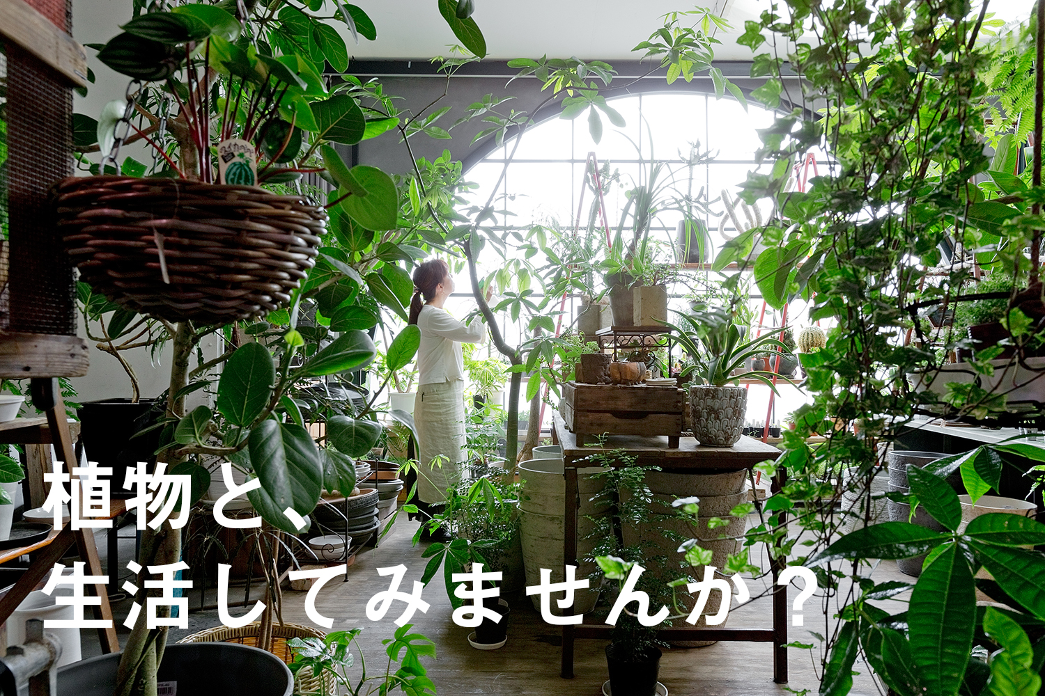 枯らしたくない人のために 土を使わない観葉植物 セラミックソイル Base Mag
