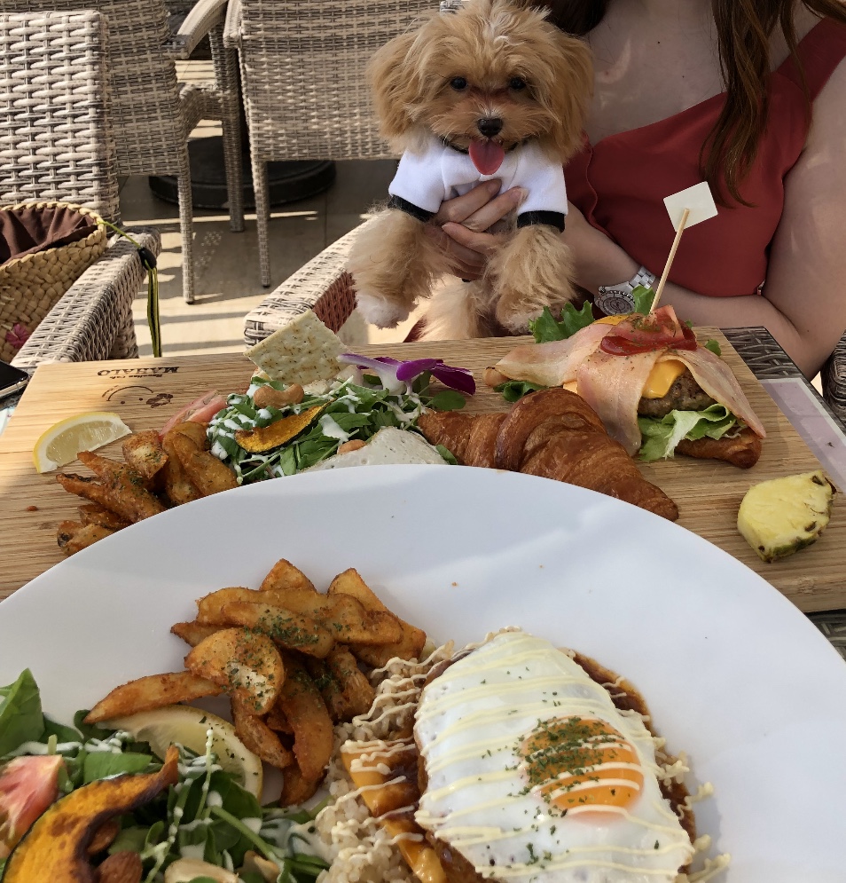 ワンコと夏のお出かけ 犬の洋服は着せる 着せない Base Mag