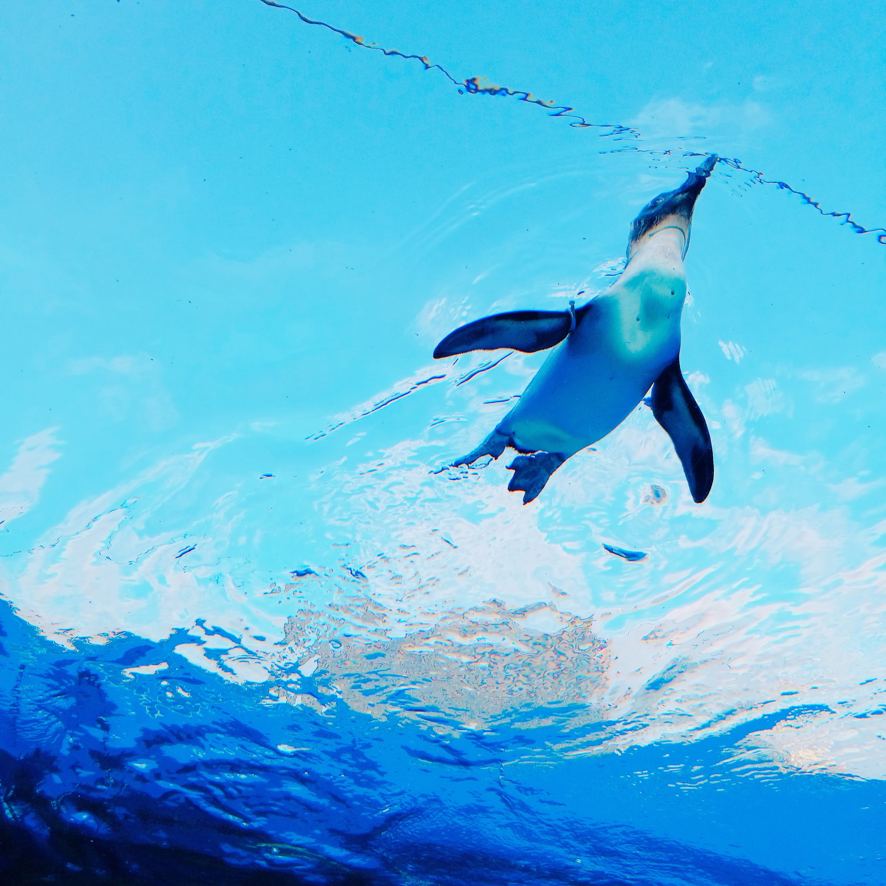 ペンギンが空を泳ぐ自由さを あなたのスマホに Base Mag