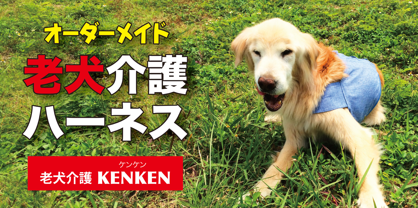 老犬介護kenkenの記事 Base Mag