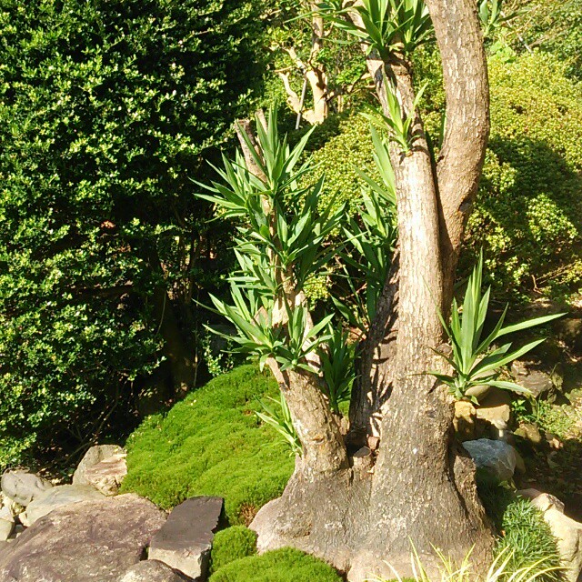 象の足を想わせる美しい木肌になる観葉植物 ユッカ エレファントフット Base Mag