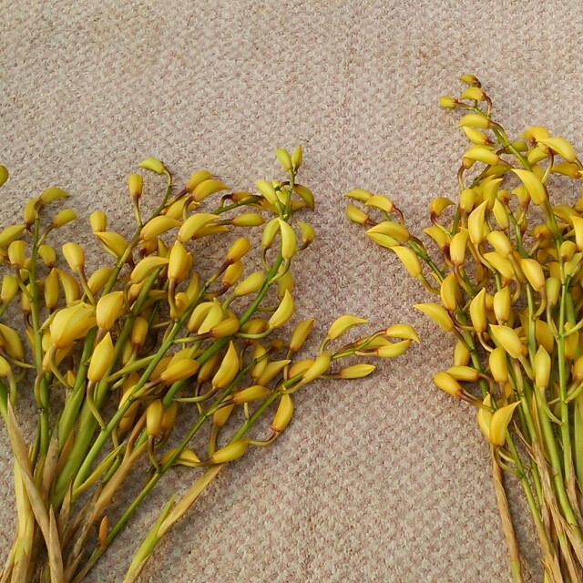 シンビジュームの切り花 Base Mag