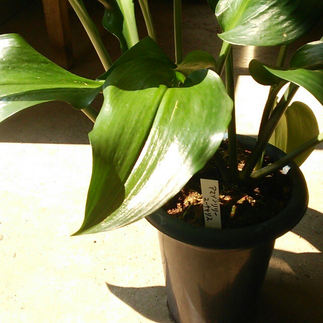 アマゾンリリーの開花状況 育て方をお答えします Base Mag