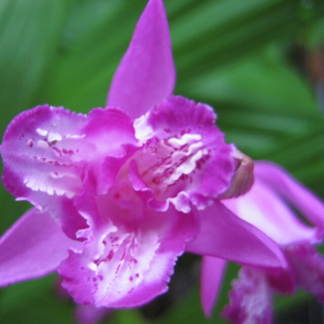 春ににょきっと顔を出す 美しい花とは対照的に育てやすさは星三つの 濃色紫蘭三舌花 Base Mag
